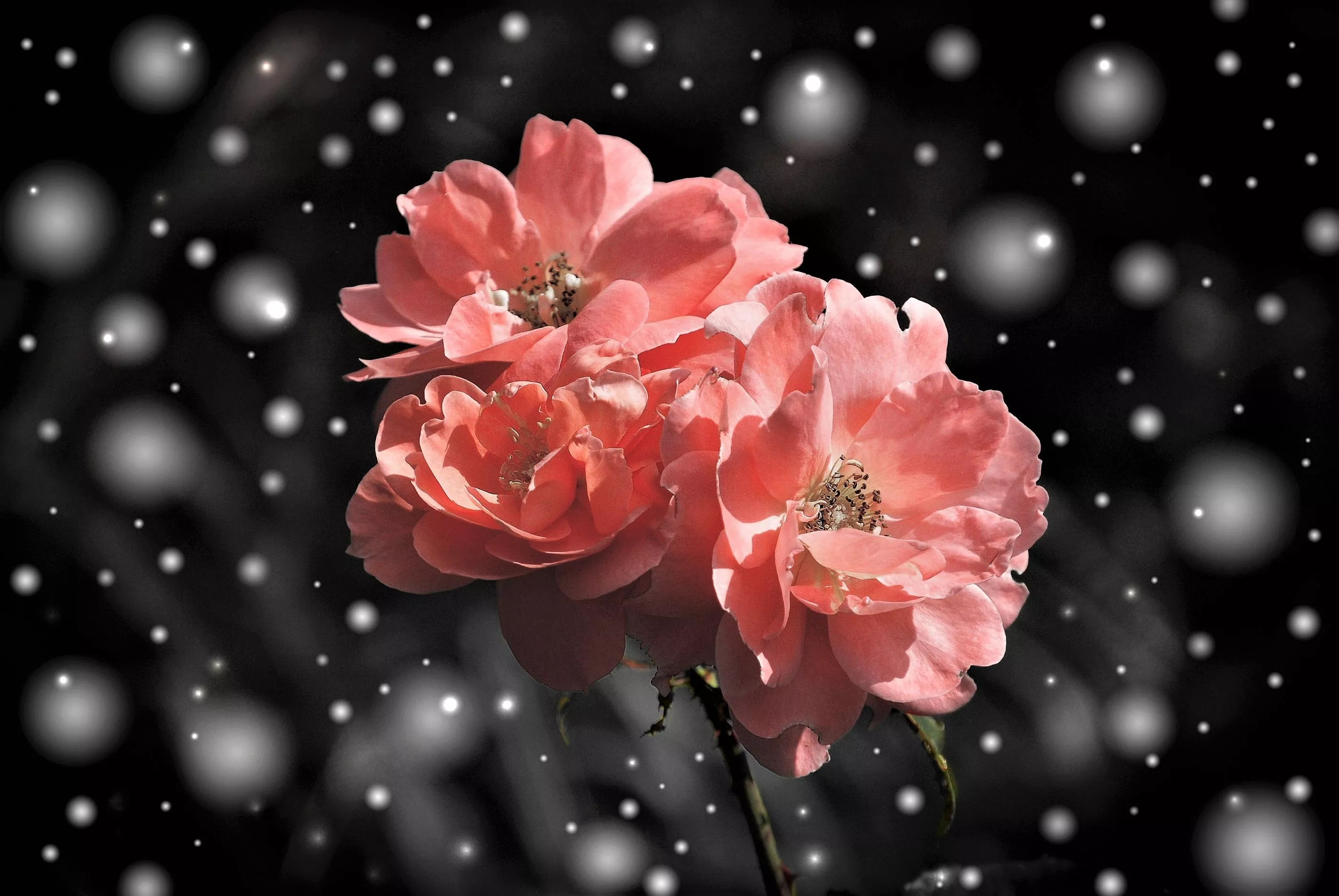 Snow Pink Rose Flower Nature Rose