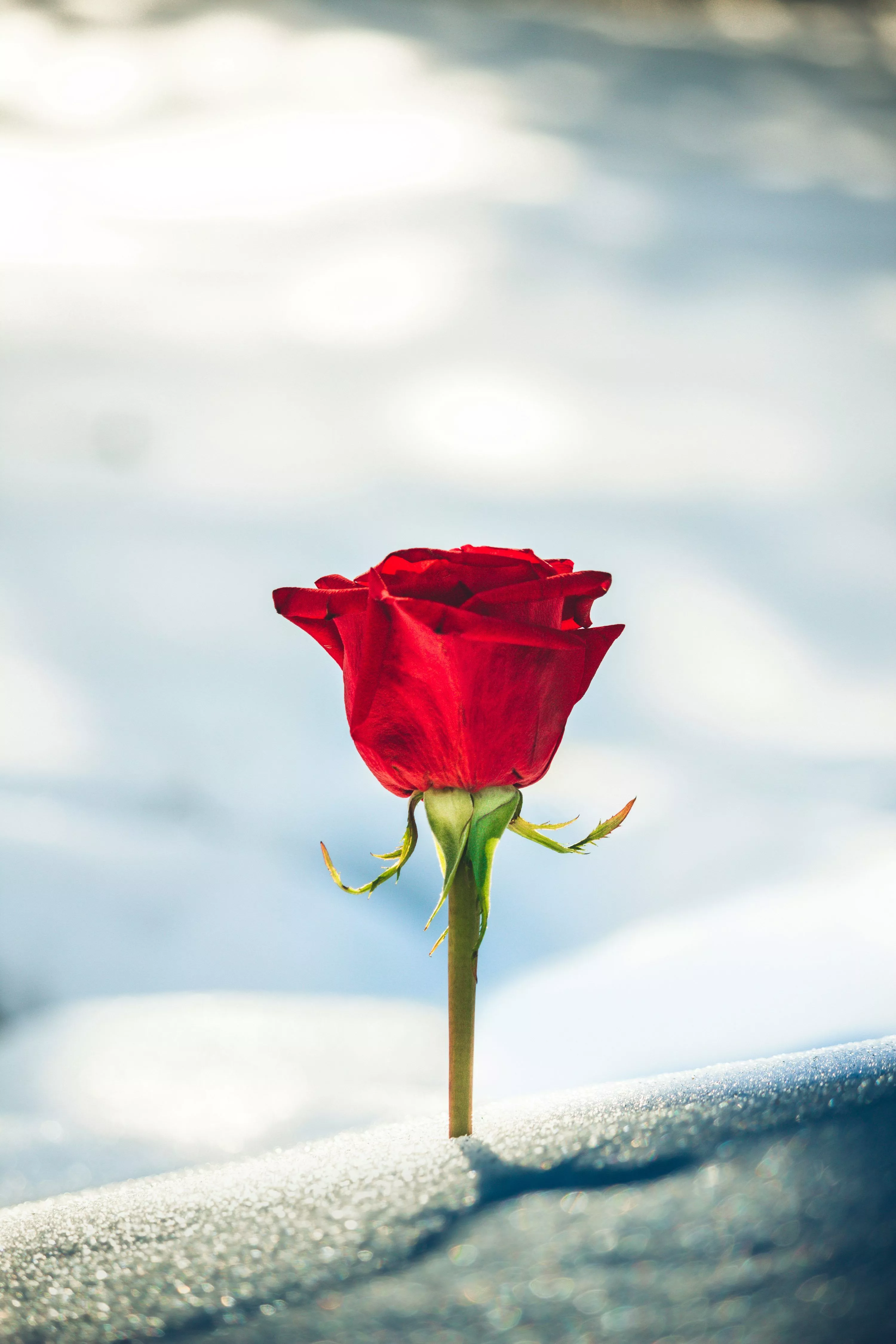 Red rose flower in bloom photo