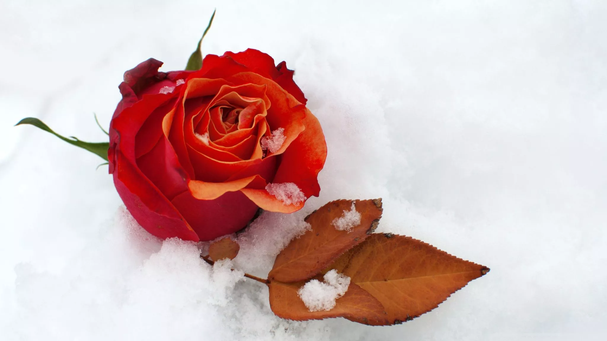 Snow Winter Nature Rose HD Wallpaper