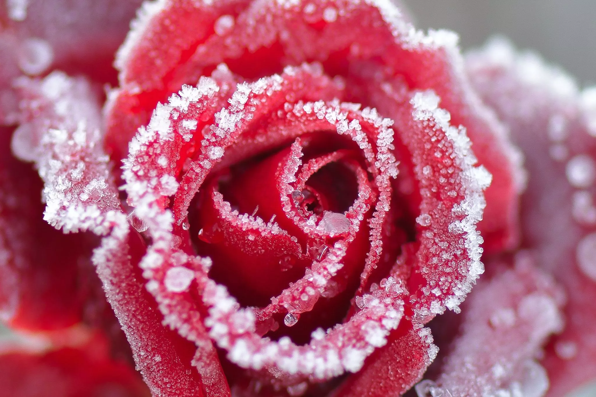 Wallpaper winter, frost, flower, macro