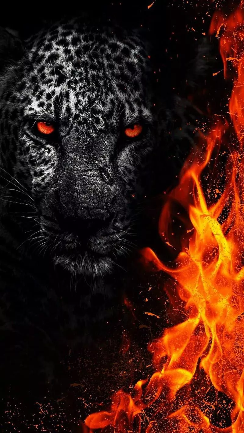 Fire lion, leopard, tigers, HD phone wallpaper