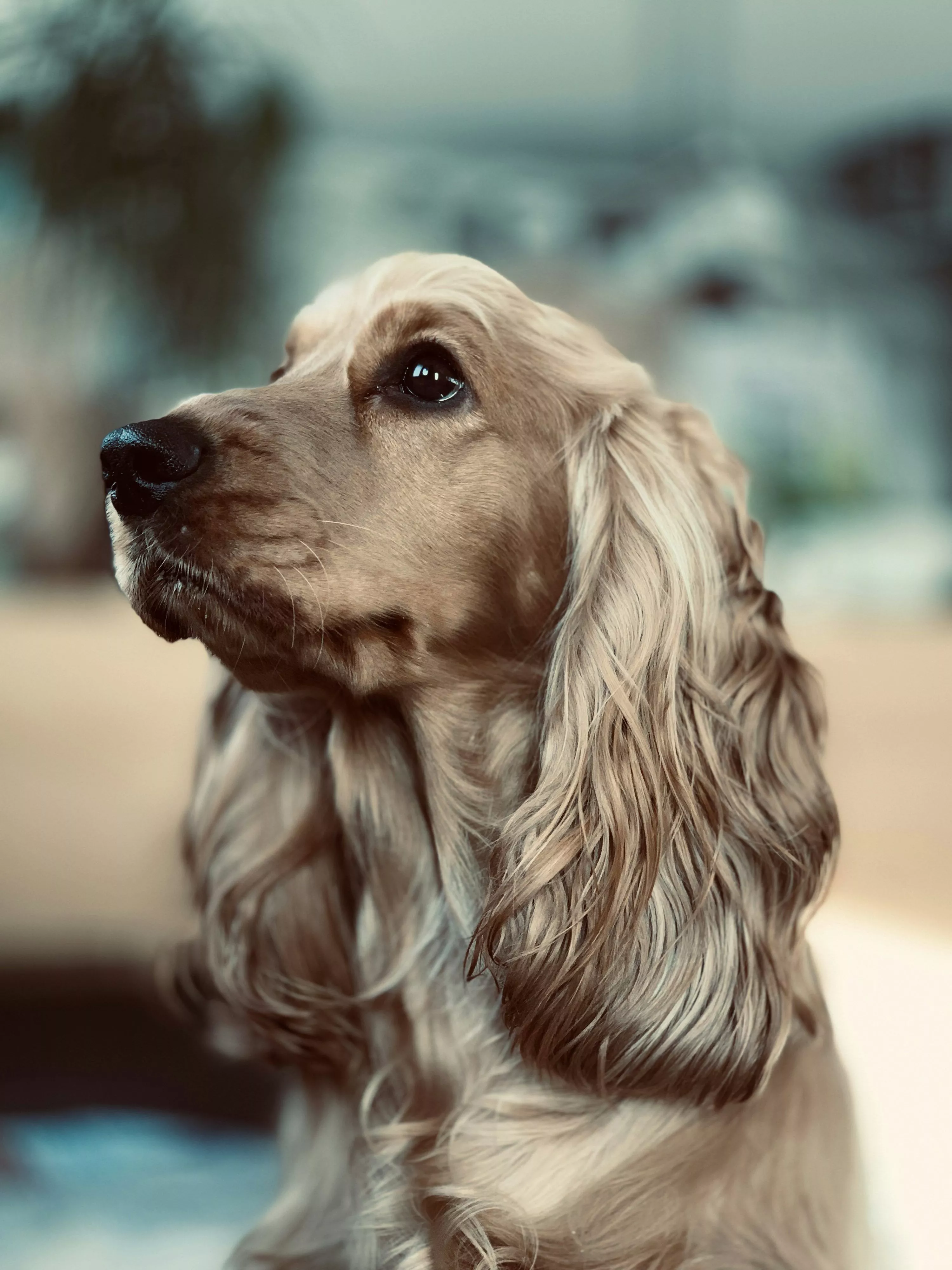 Cocker Spaniel Picture. Download