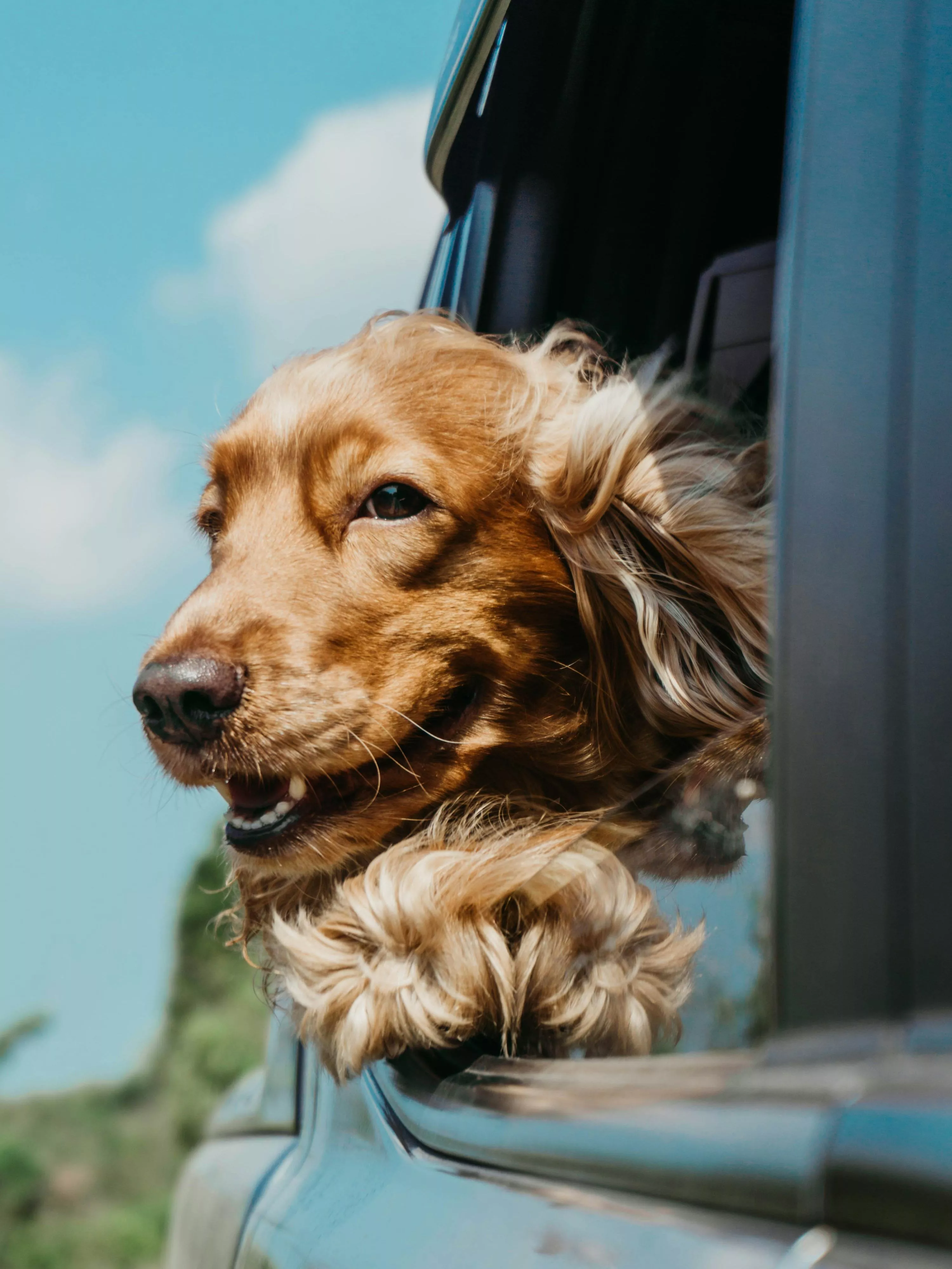 Cocker Spaniel Picture. Download