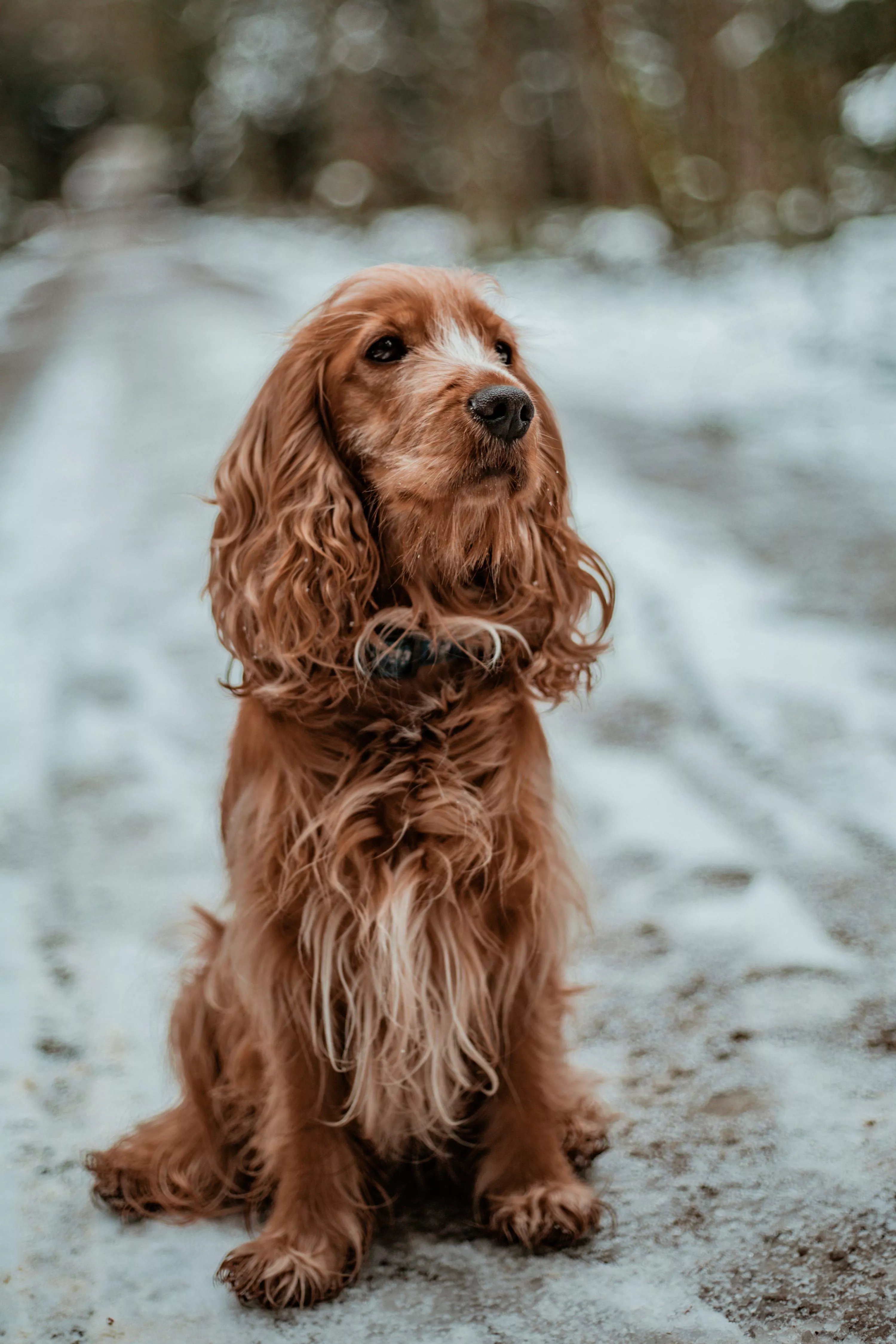 Cocker Spaniel Picture. Download