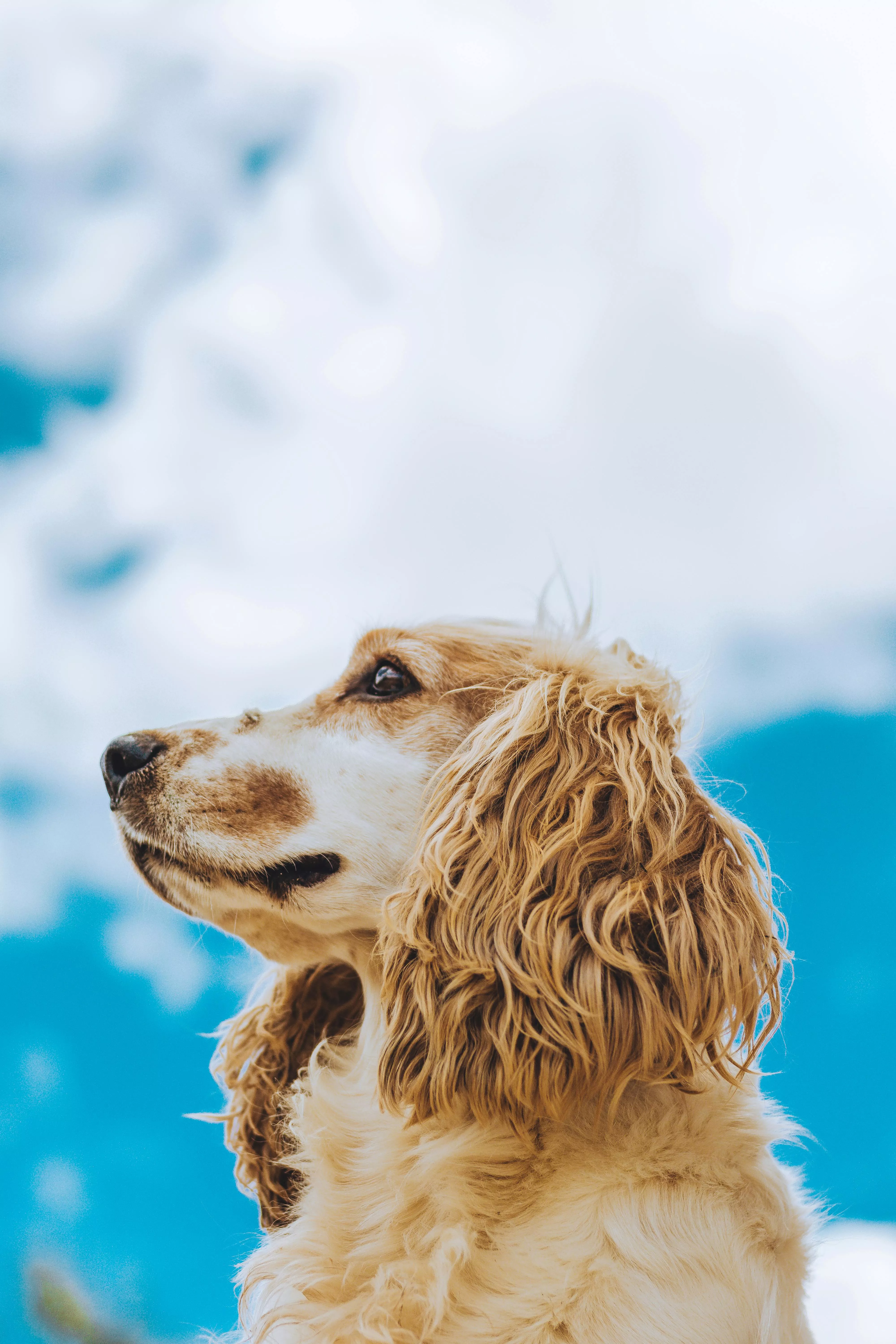 Cocker Spaniel Photo, Download