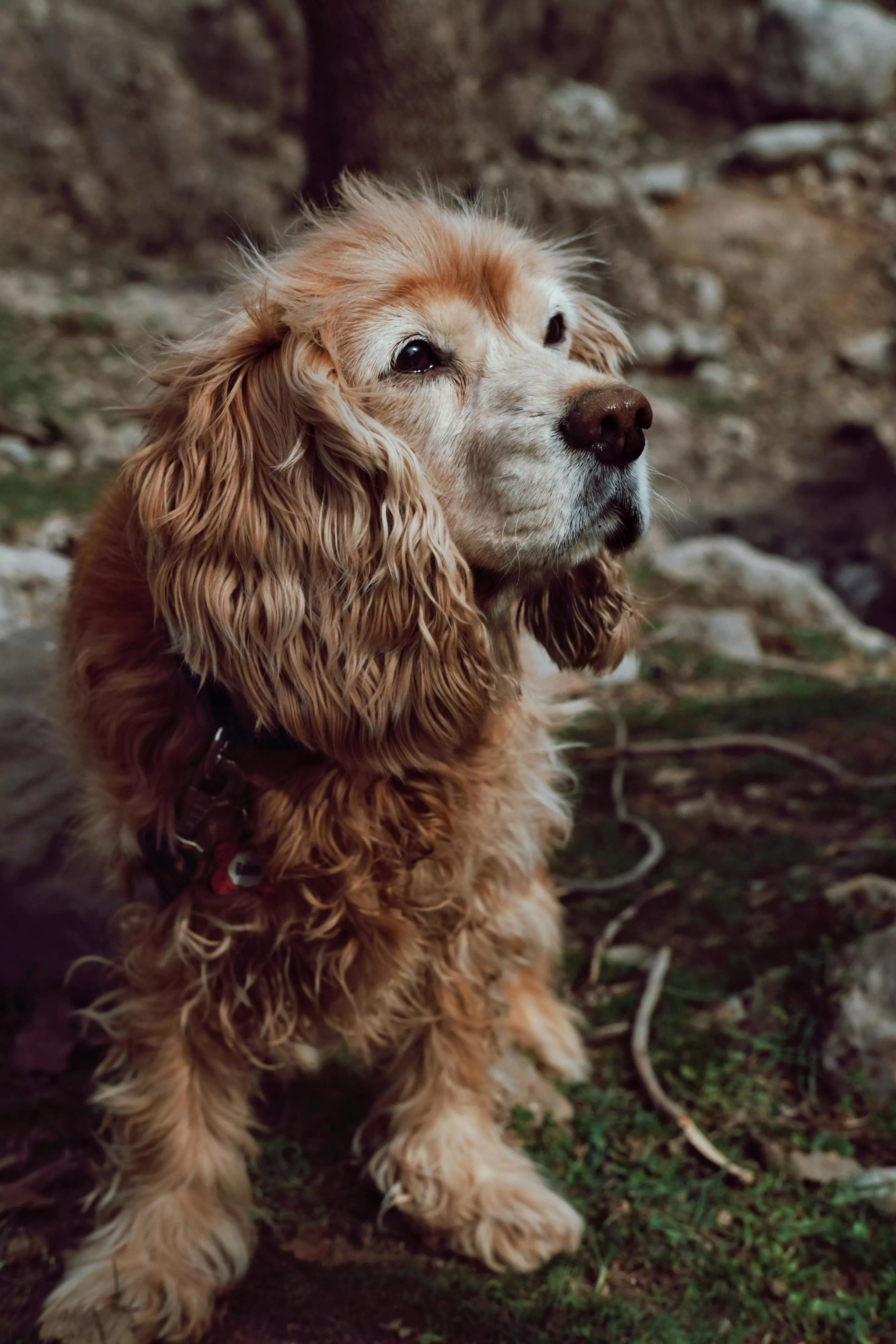 Spaniel Dog Sitting on the Ground
