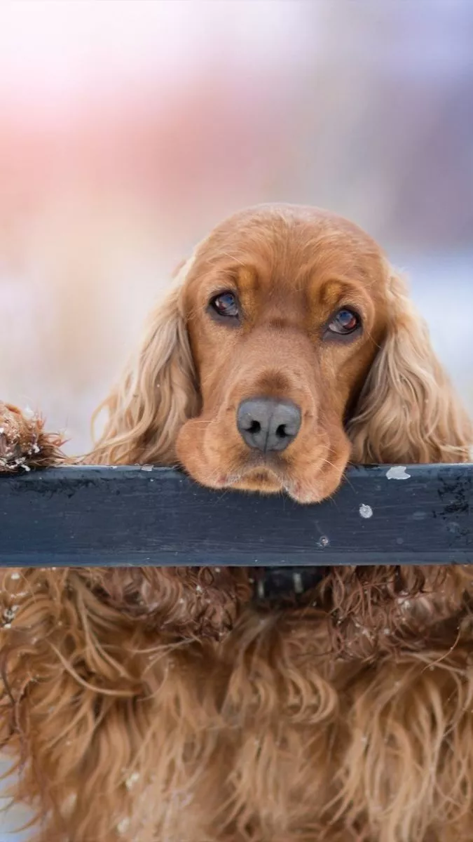 aesthetic dog wallpaper