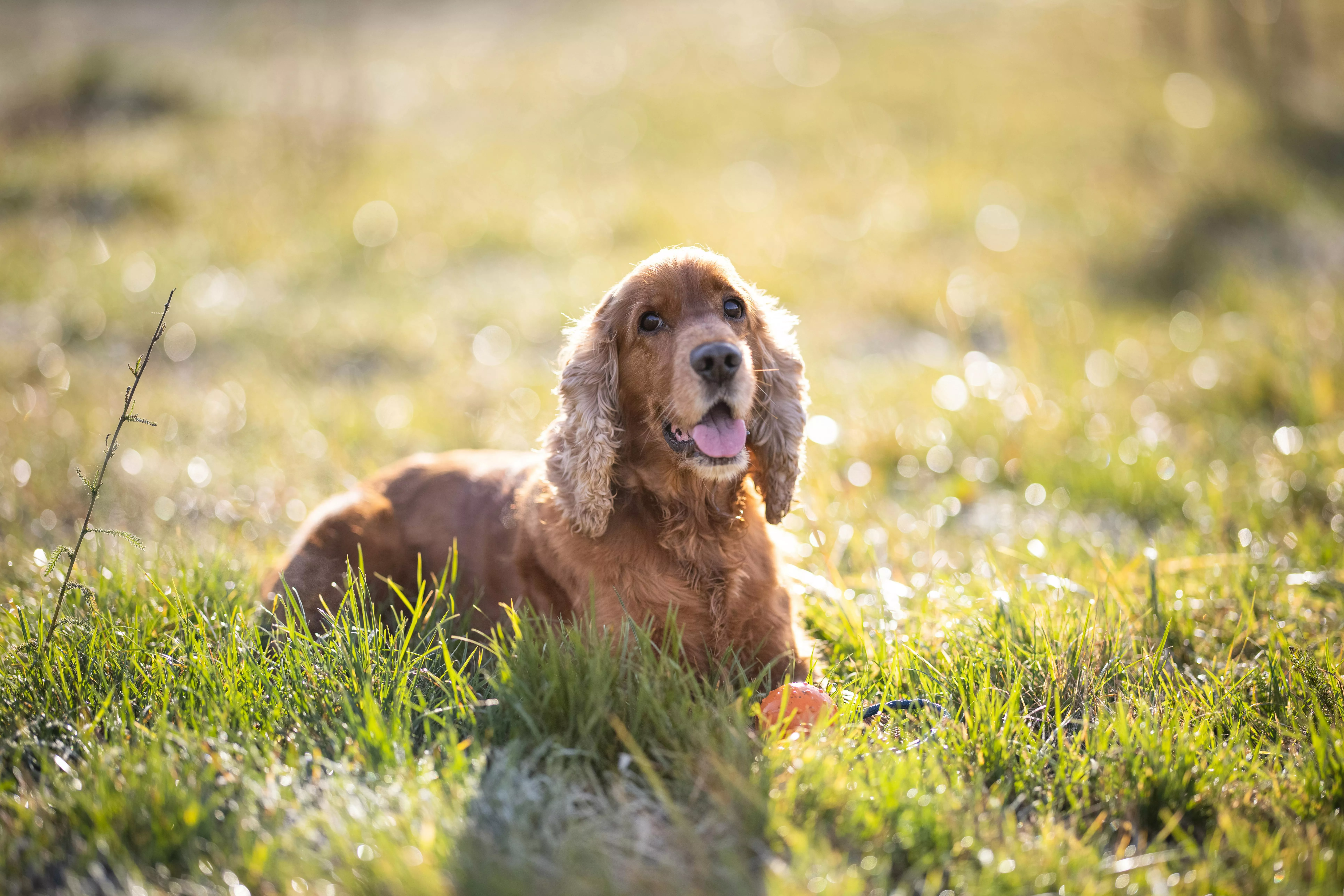 A Cocker Spaniel Dog Sitting on