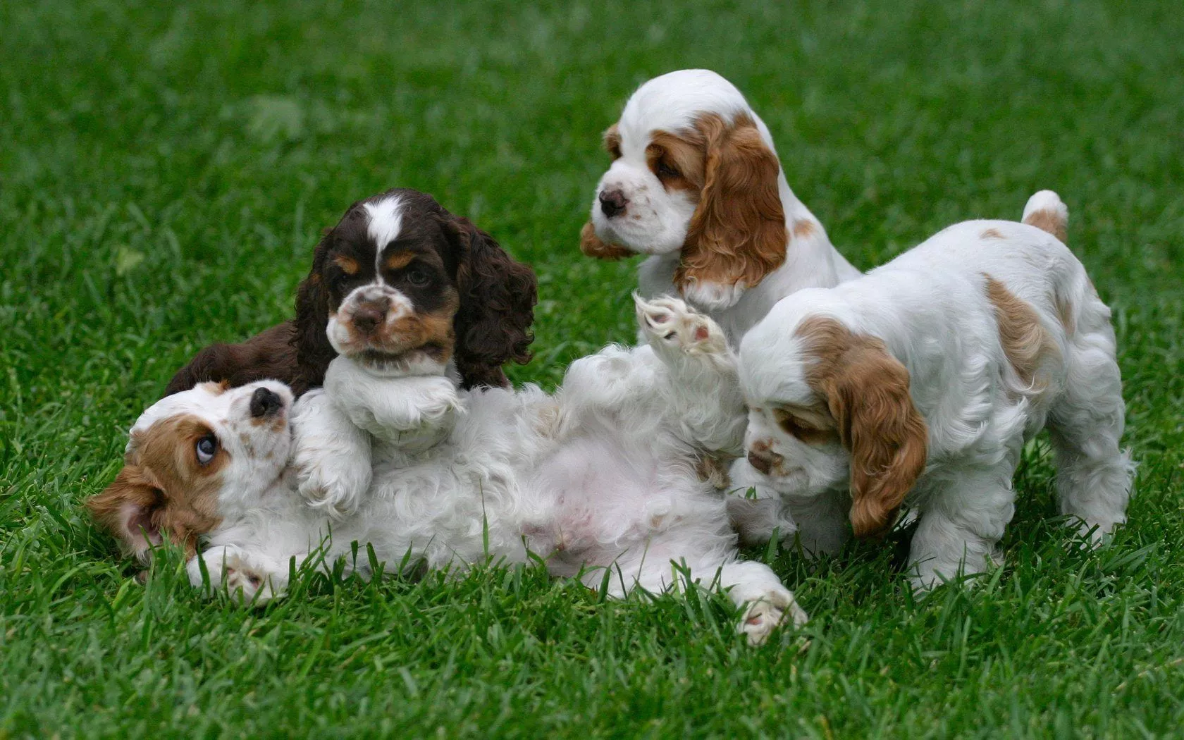 Cute Cocker Spaniel Love the Camera