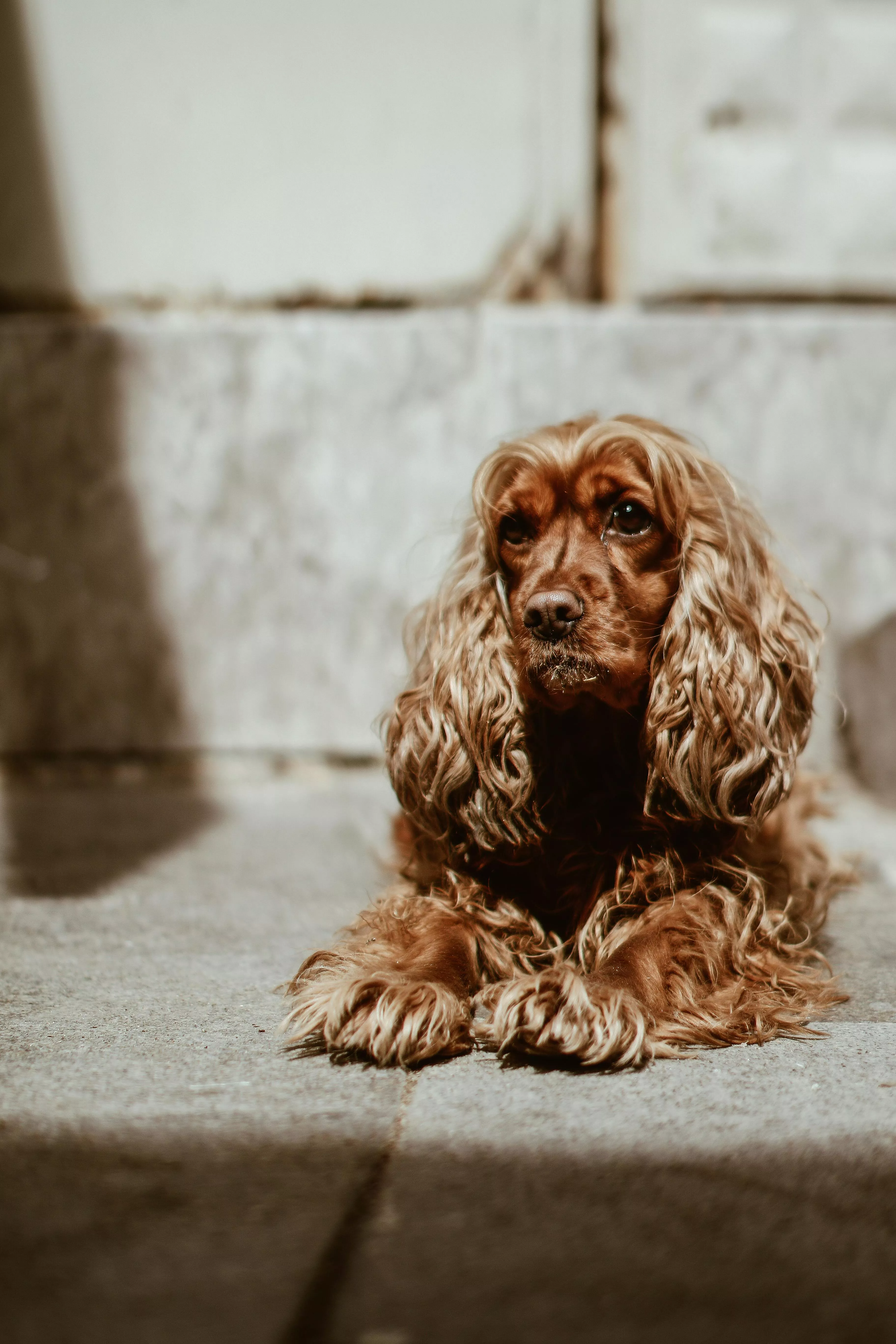 English Cocker Spaniel Lying · Free