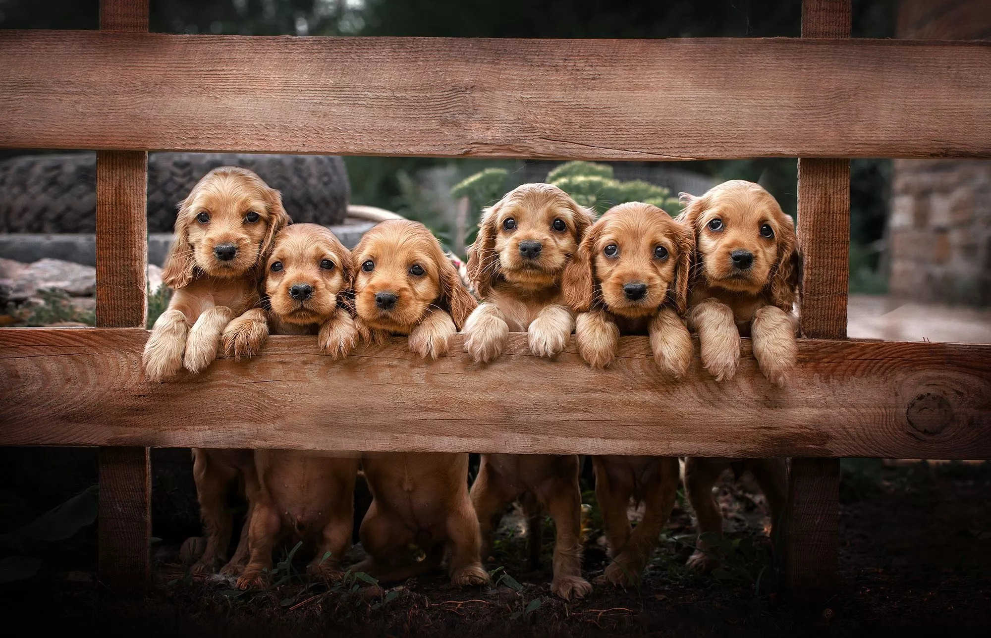 Download Puppy Baby Animal Dog Animal