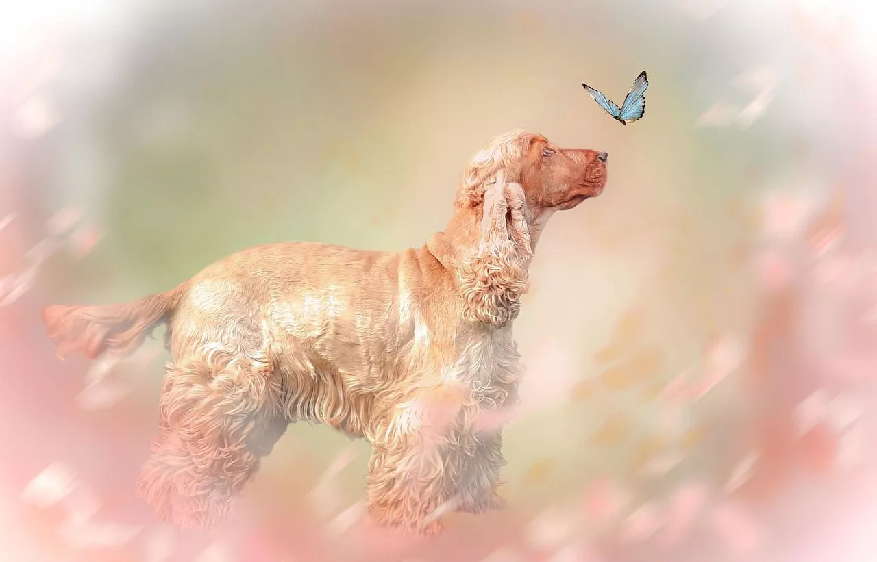 English Cocker Spaniel Dog Remote