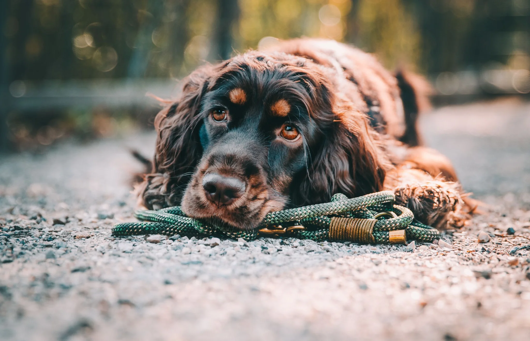 The English Cocker Spaniel