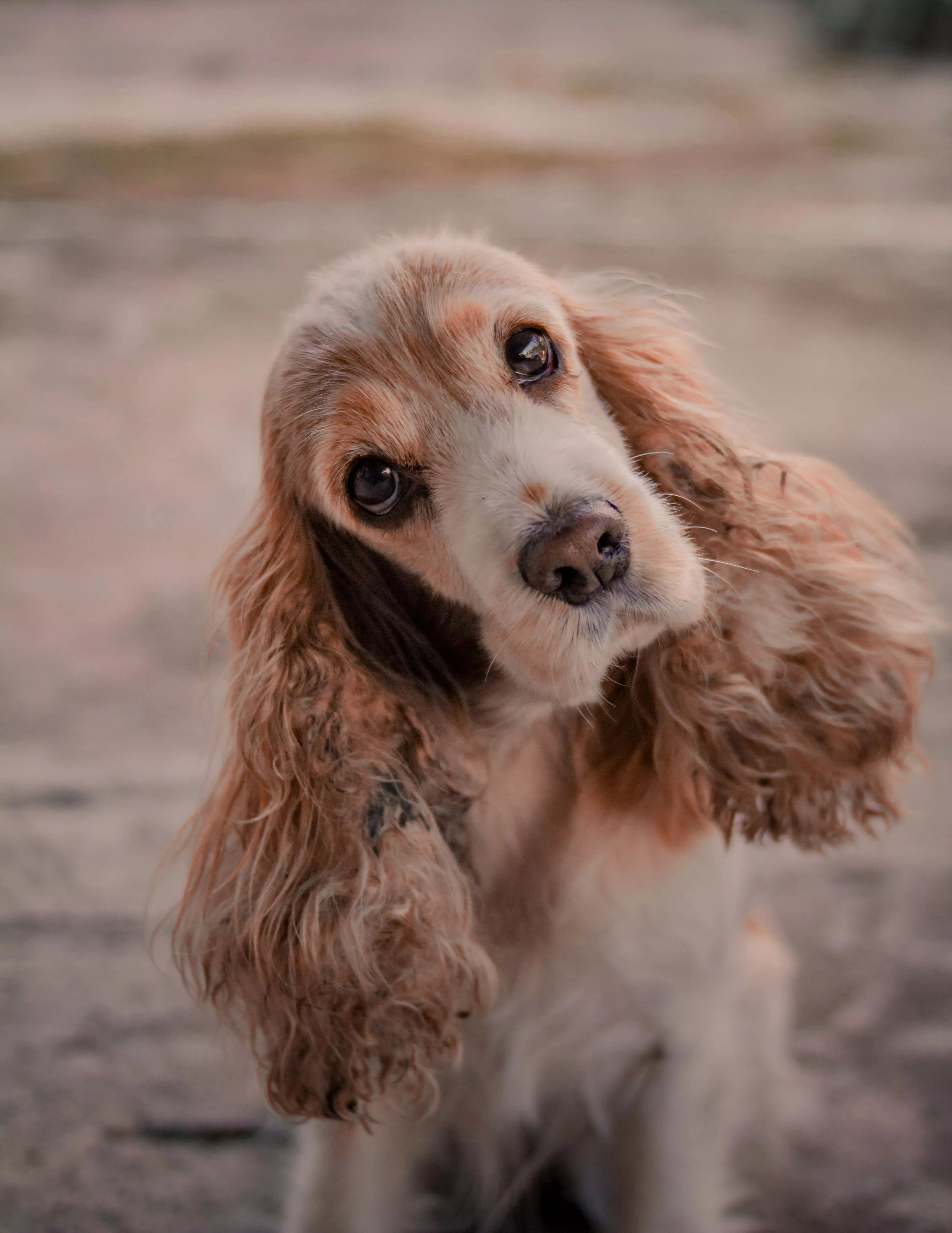 Brown Cocker Spaniel · Free