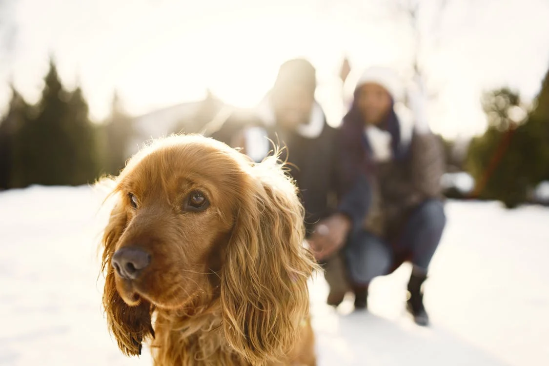 Close Up Of English Cocker Spaniel Dog