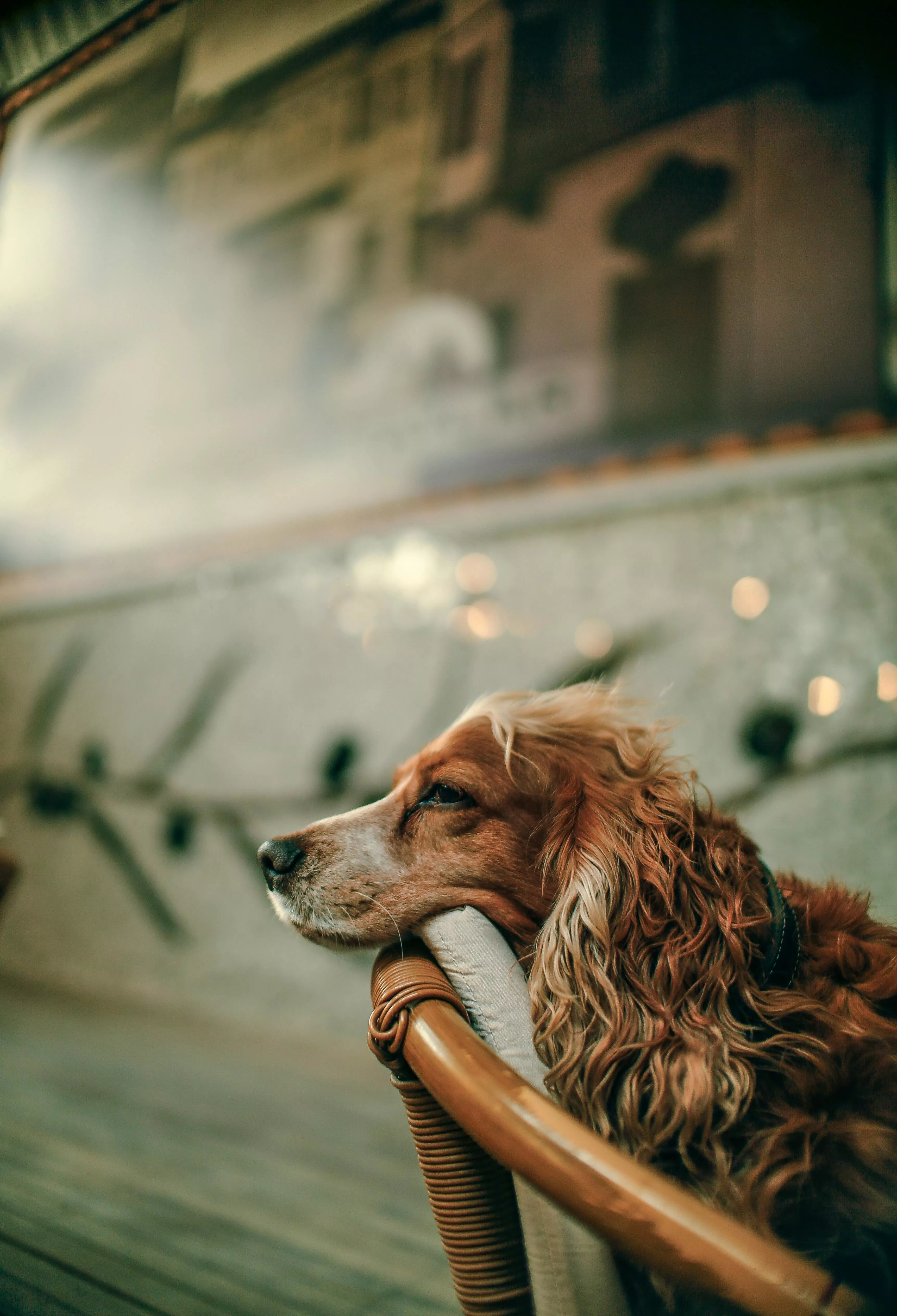 A Cocker Spaniel Sitting on a Chair