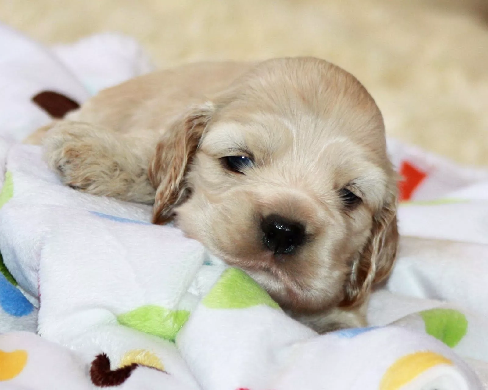 American Cocker Spaniel puppy picture