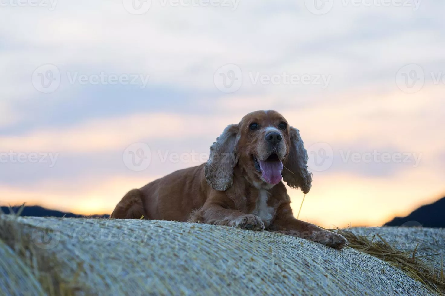 Cocker spaniel dog looking at you at