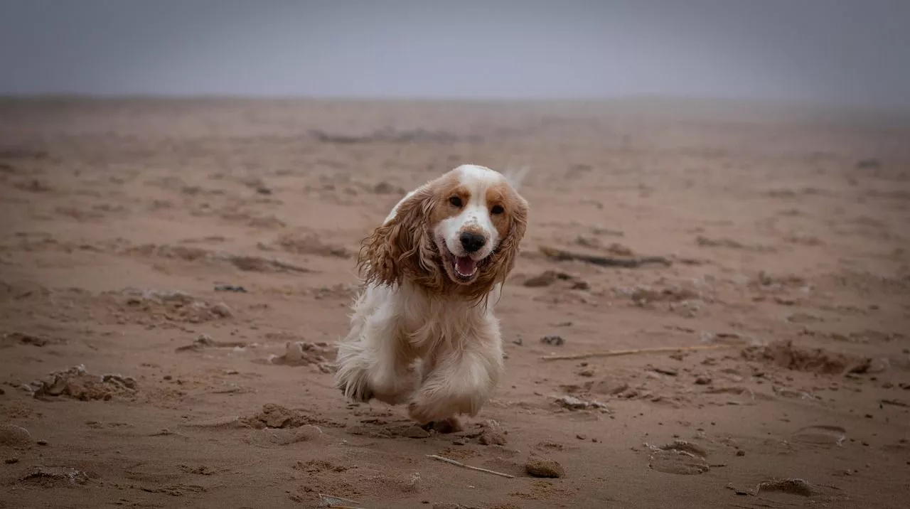 Dog Cocker Spaniel Life
