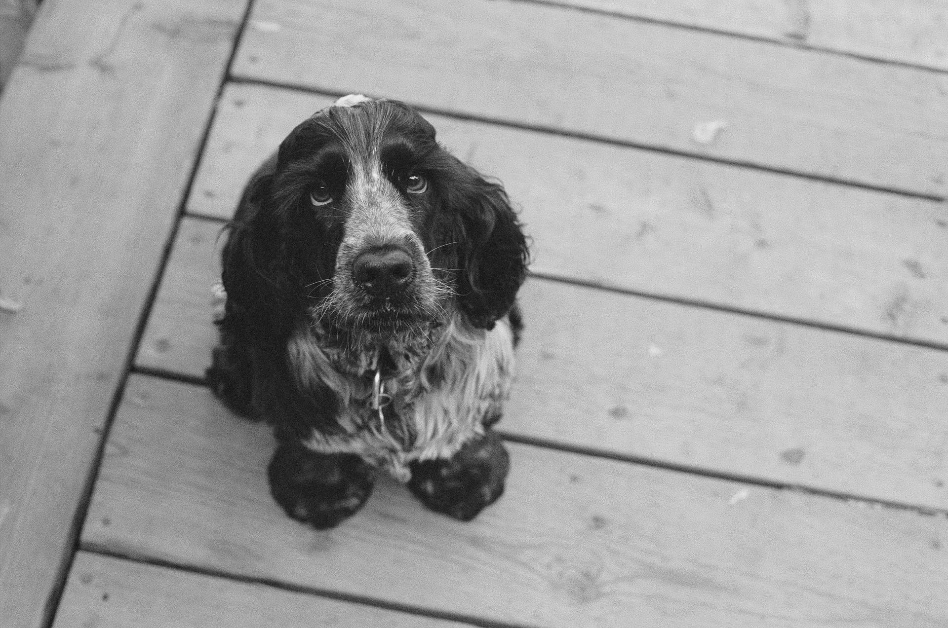 Download Dog Wallpaper