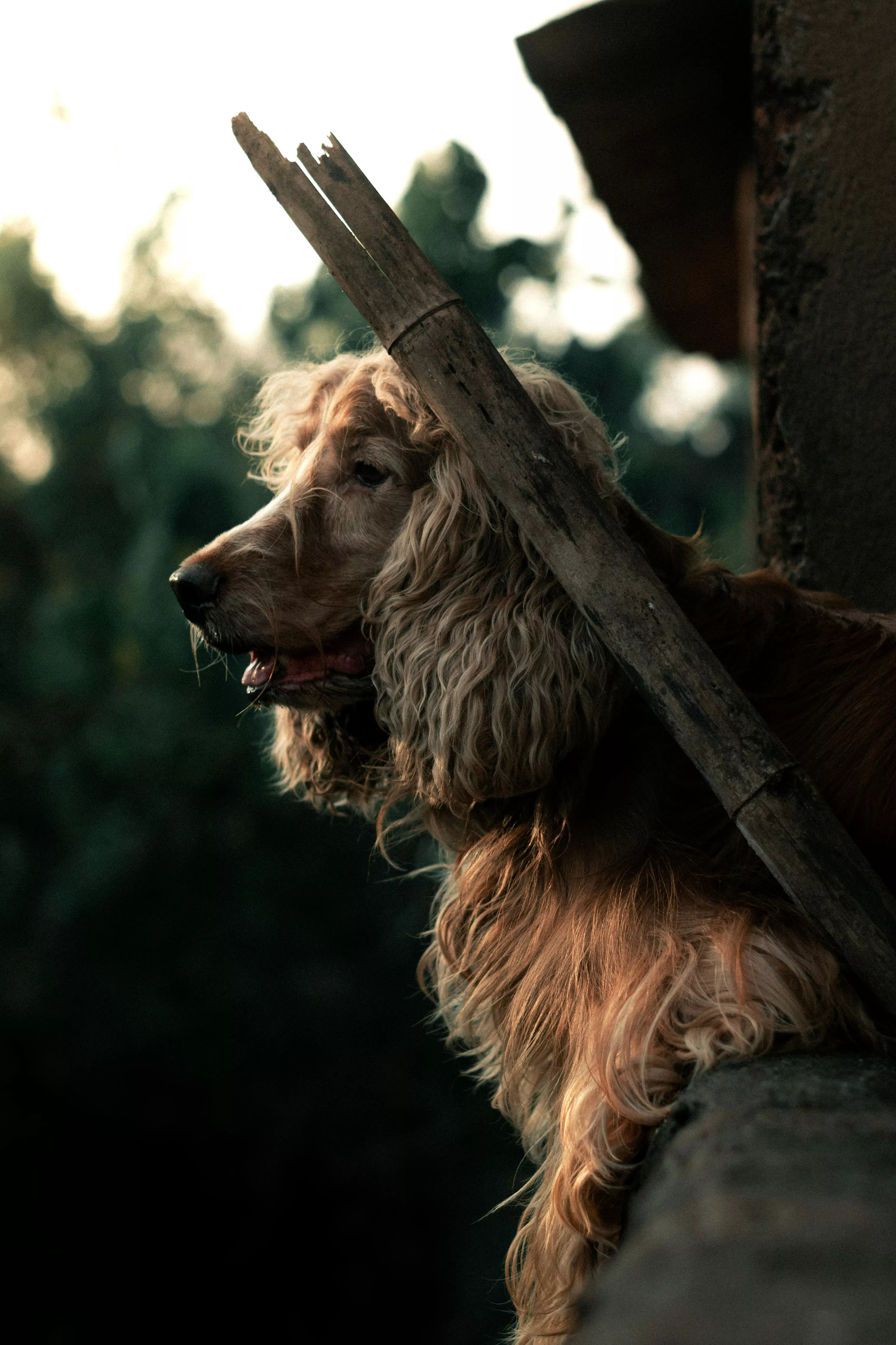 Brown Cocker Spaniel · Free