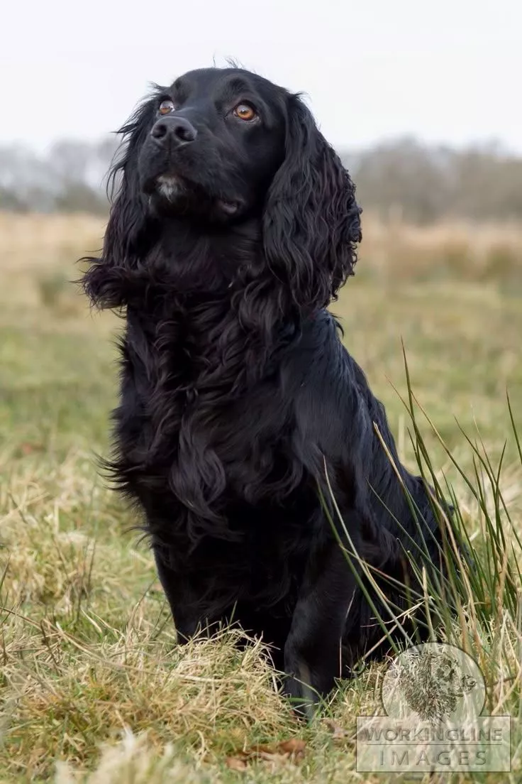 Cocker Spaniel Dog with Beautiful Eyes