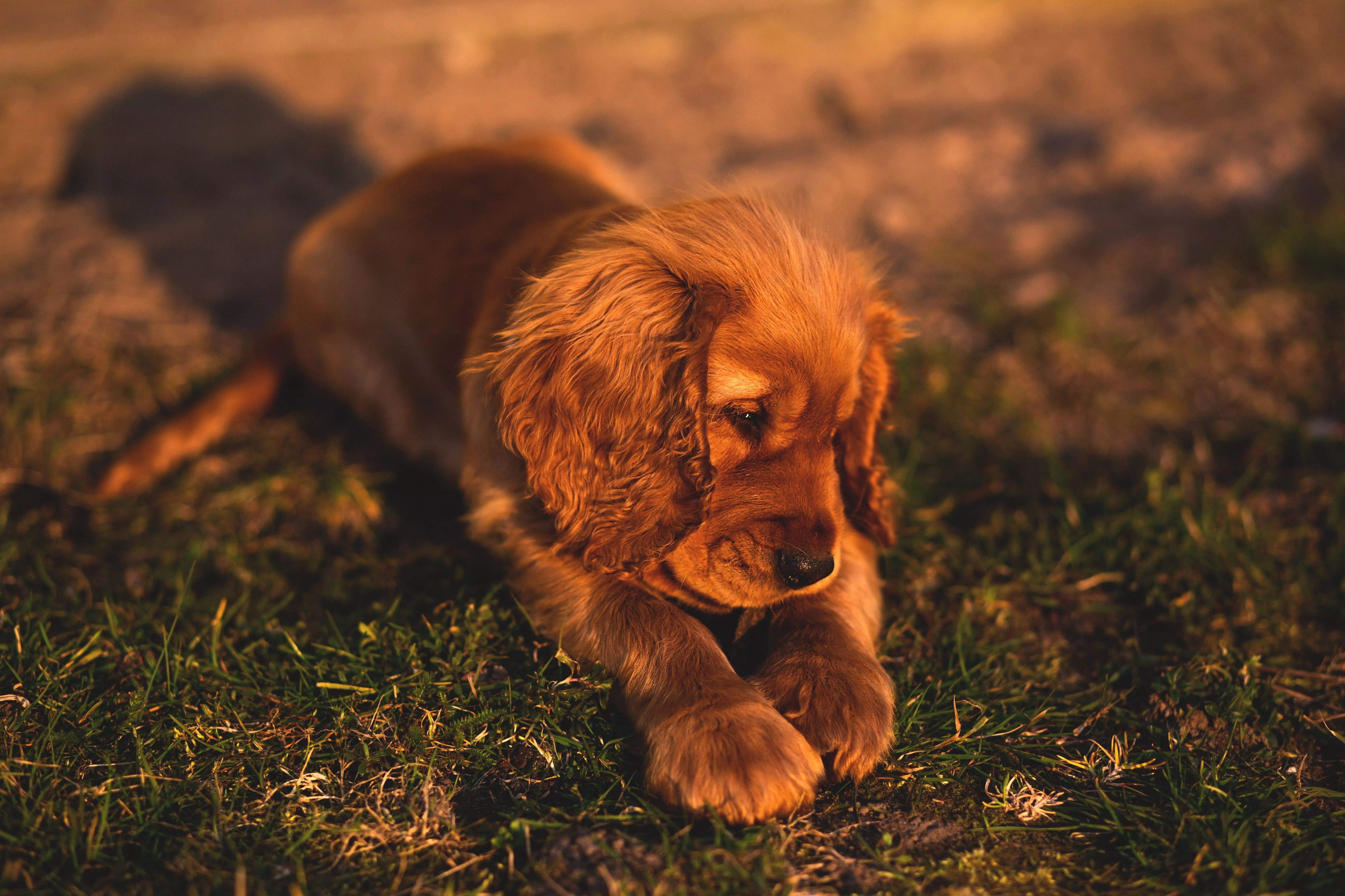 Download Baby Animal Dog Puppy Animal