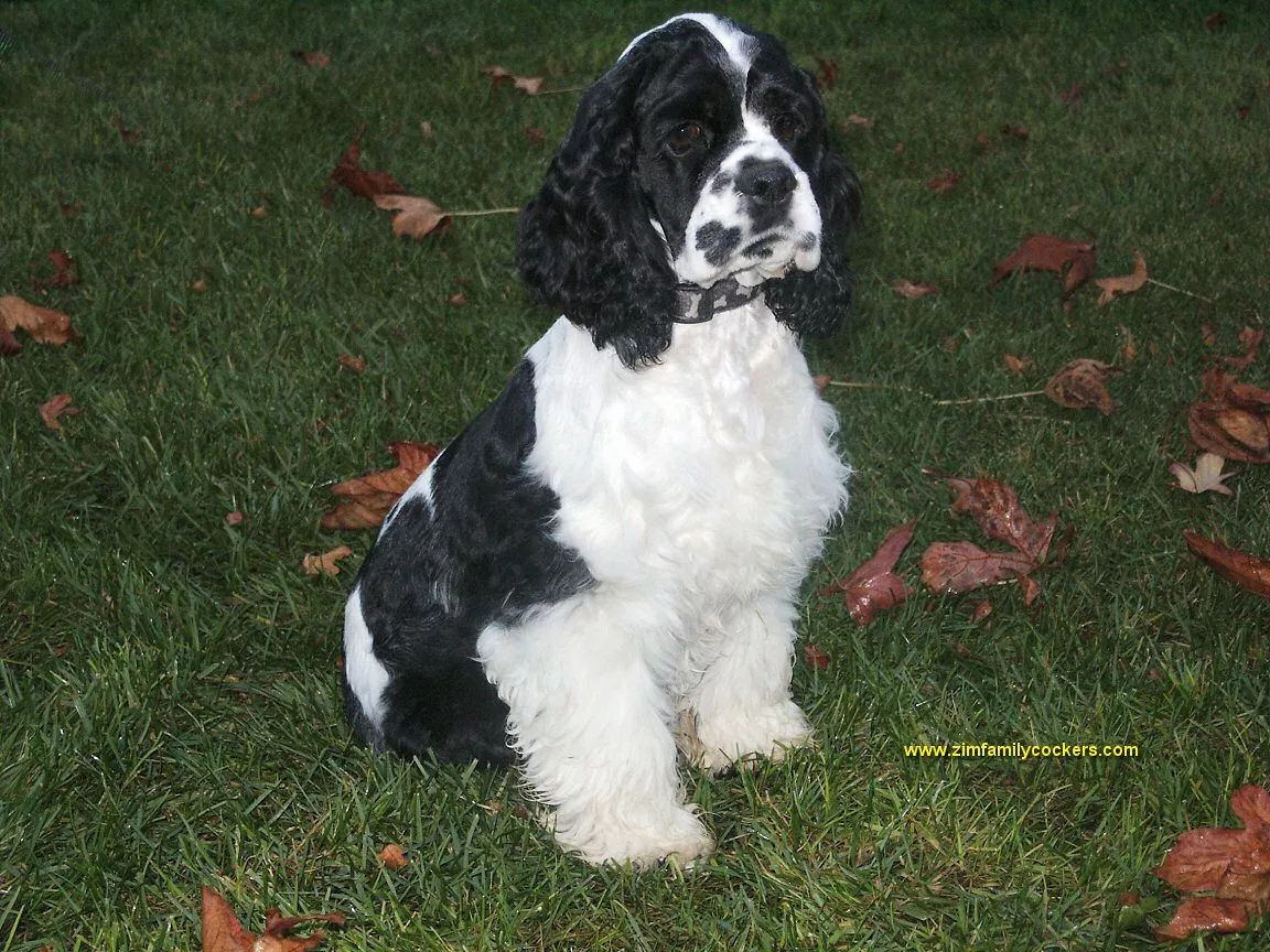 Cocker Spaniel Wallpaper image