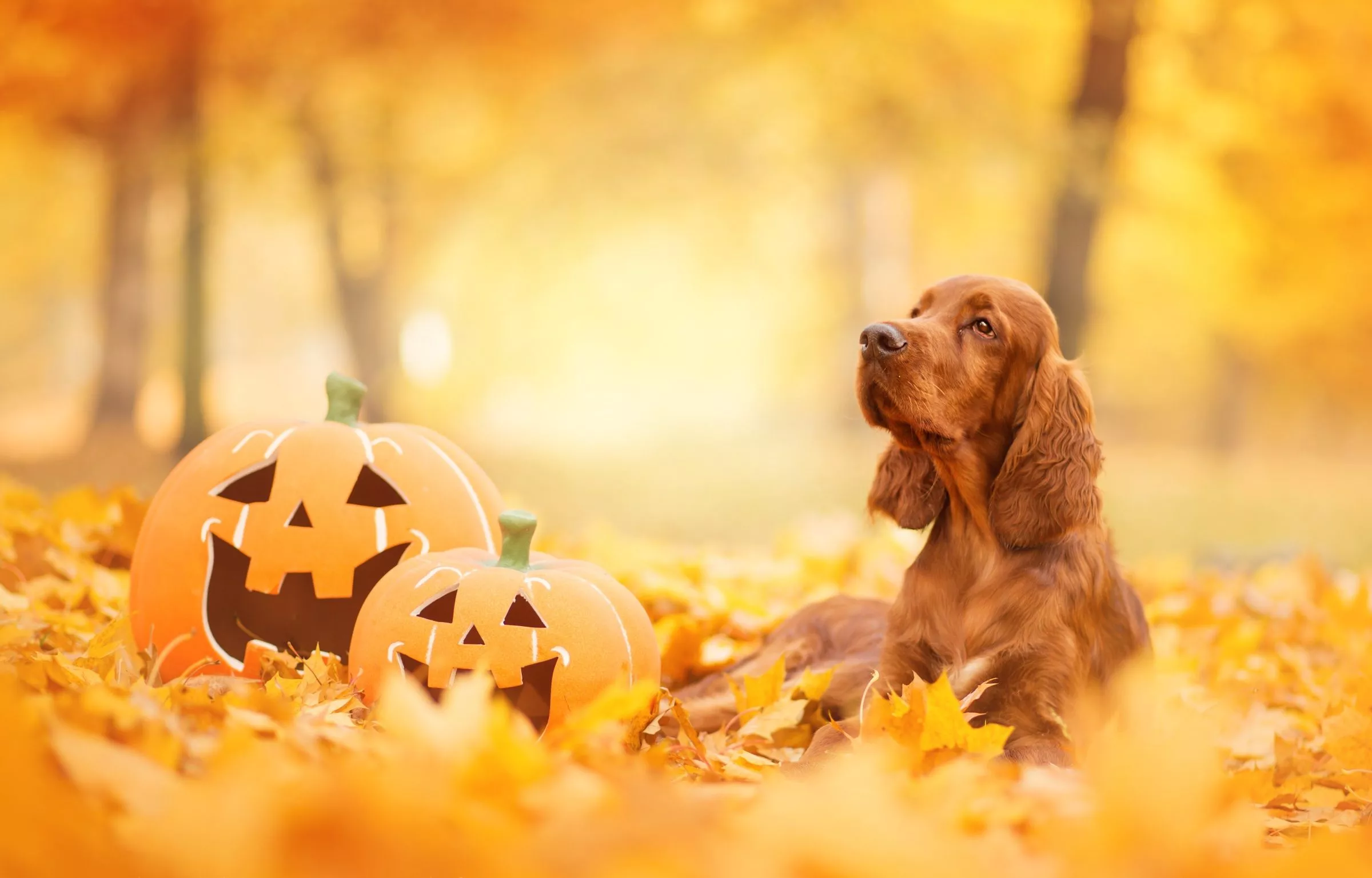 Animal Cocker Spaniel HD Wallpaper