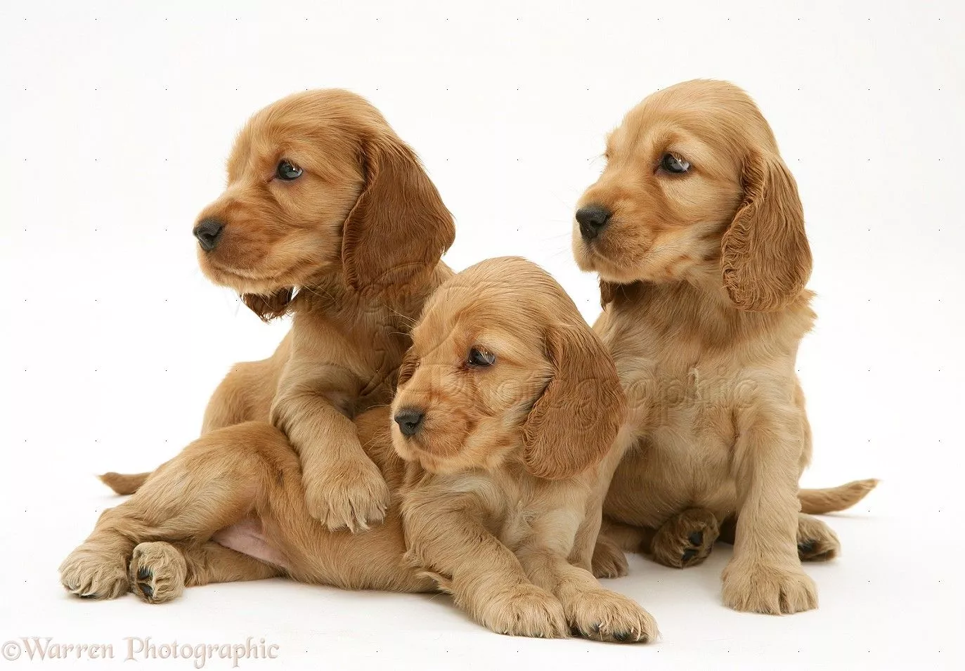 Dogs: Three Golden Cocker Spaniel pups