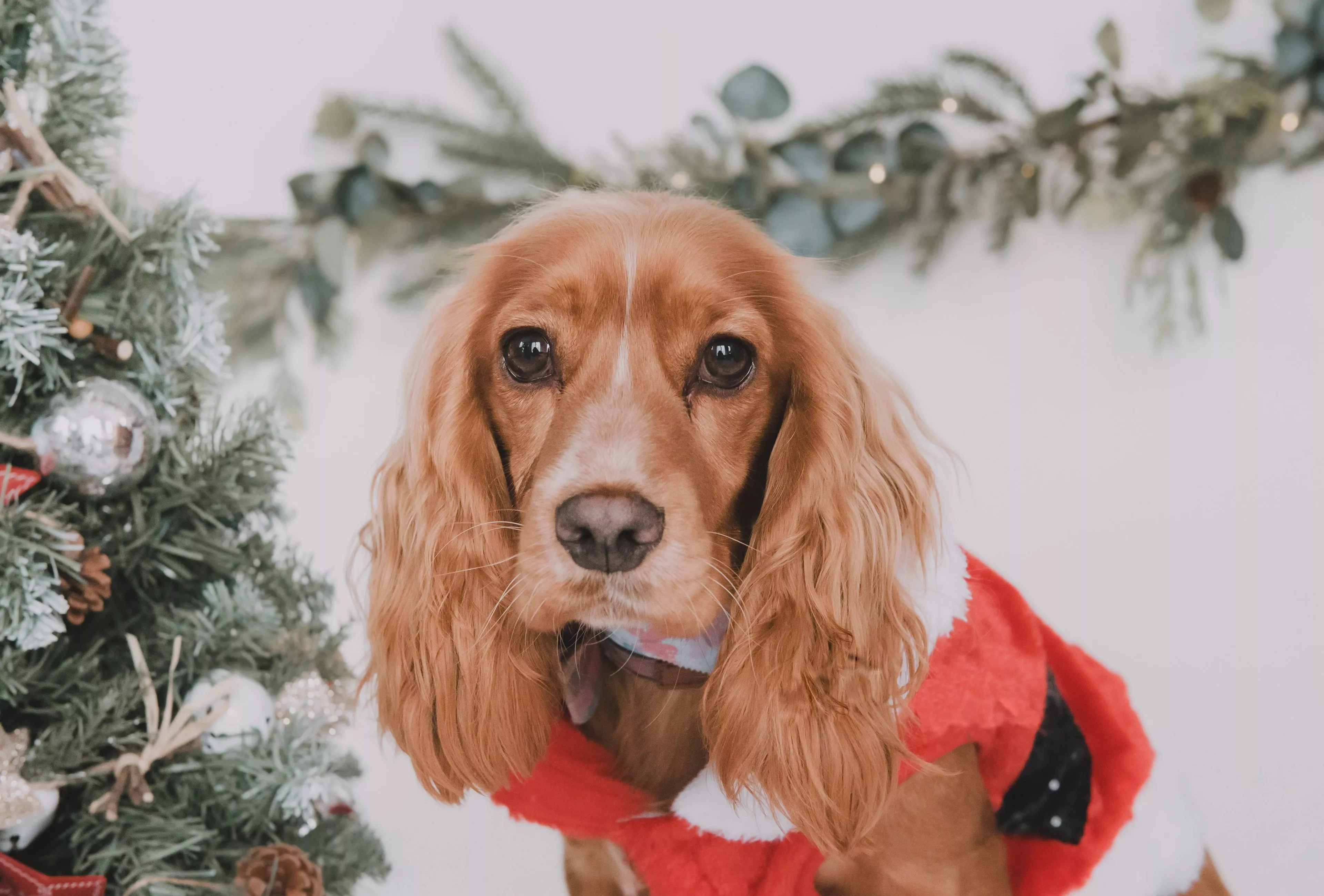 Download Dog Animal Cocker Spaniel 4k