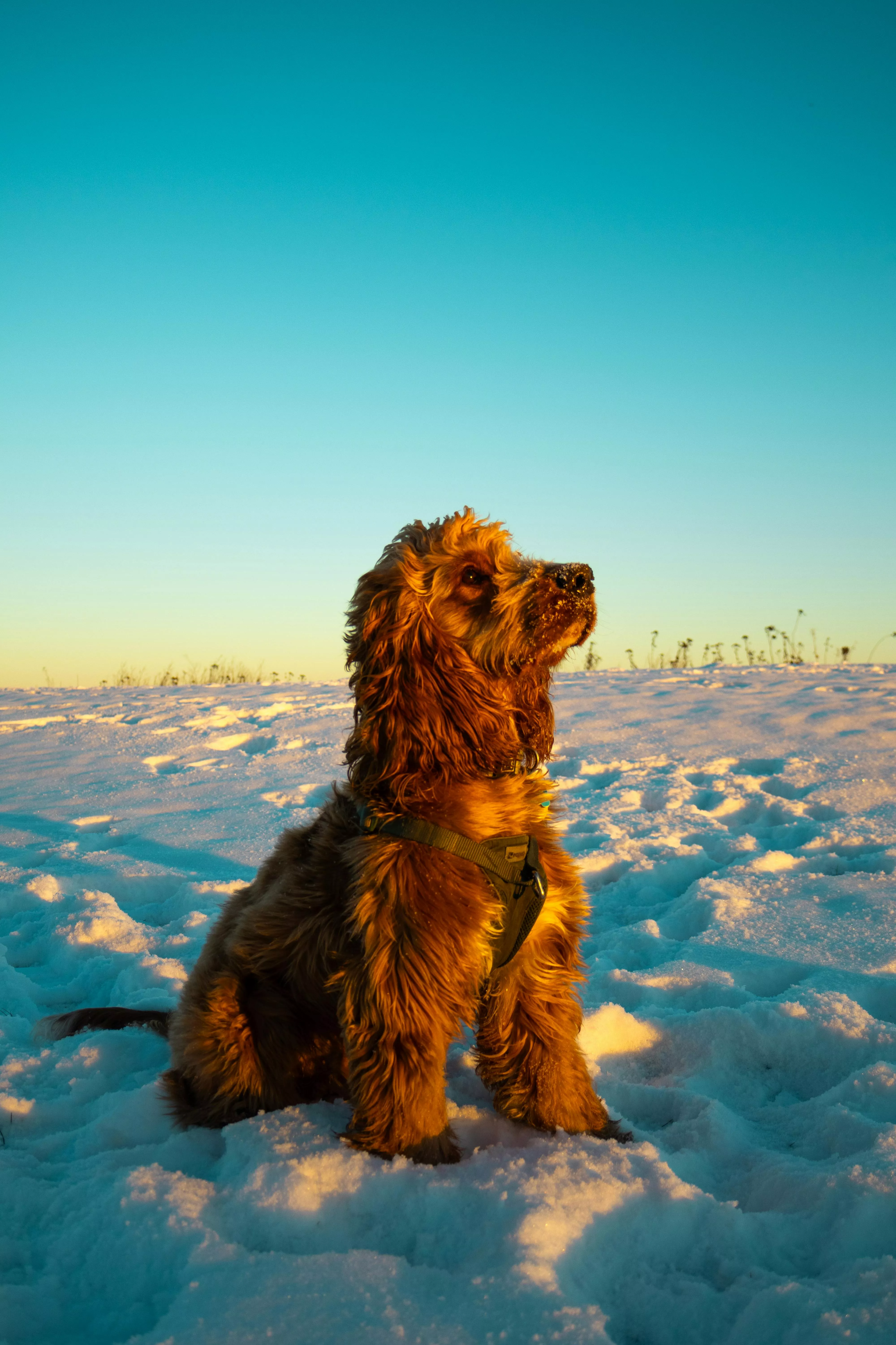 dog · Free