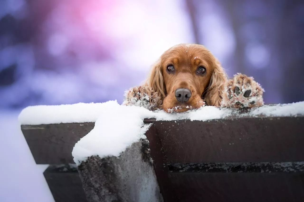 Dog Cocker Spaniel Five