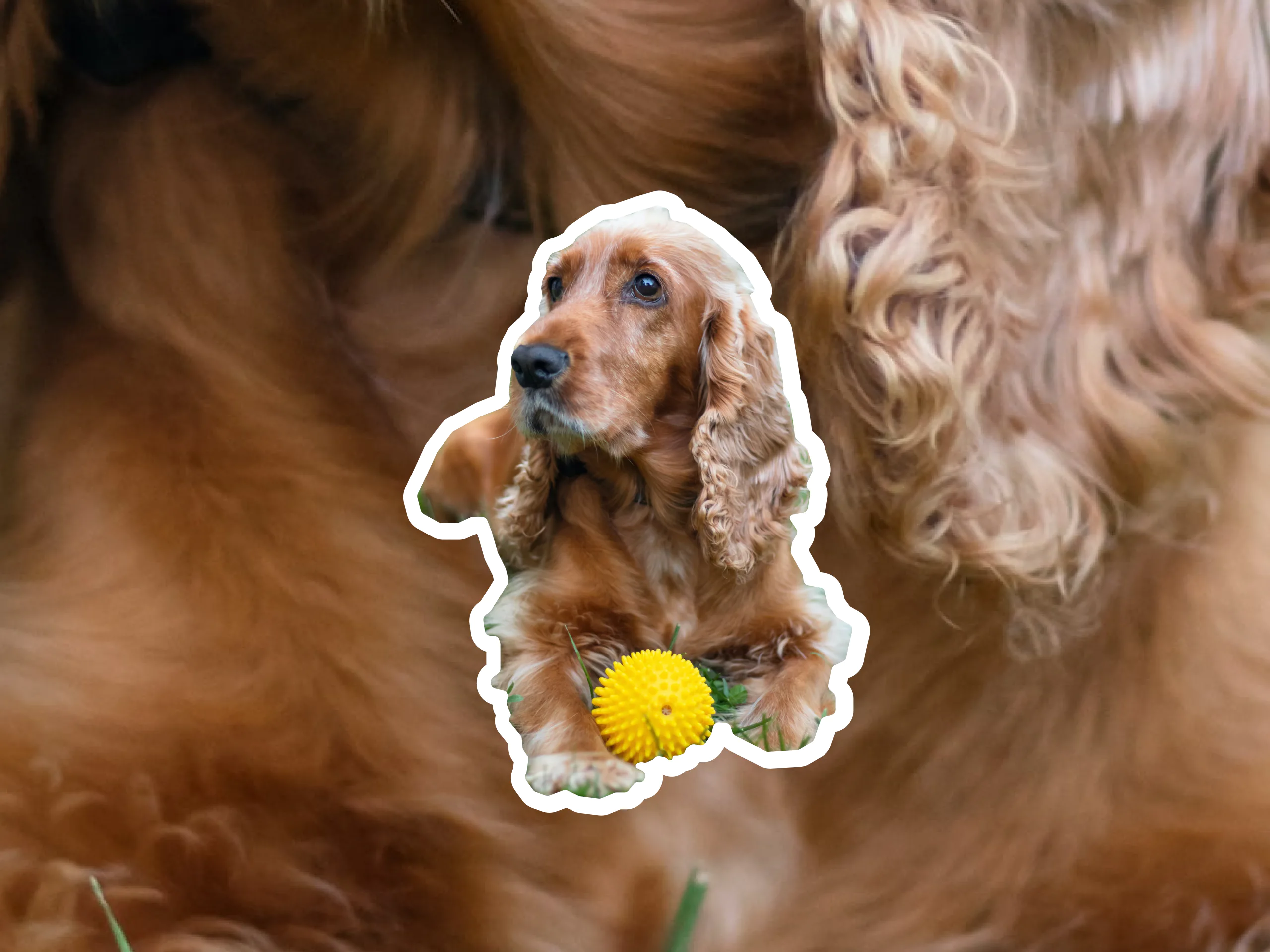 Cocker Spaniel dog breed profile