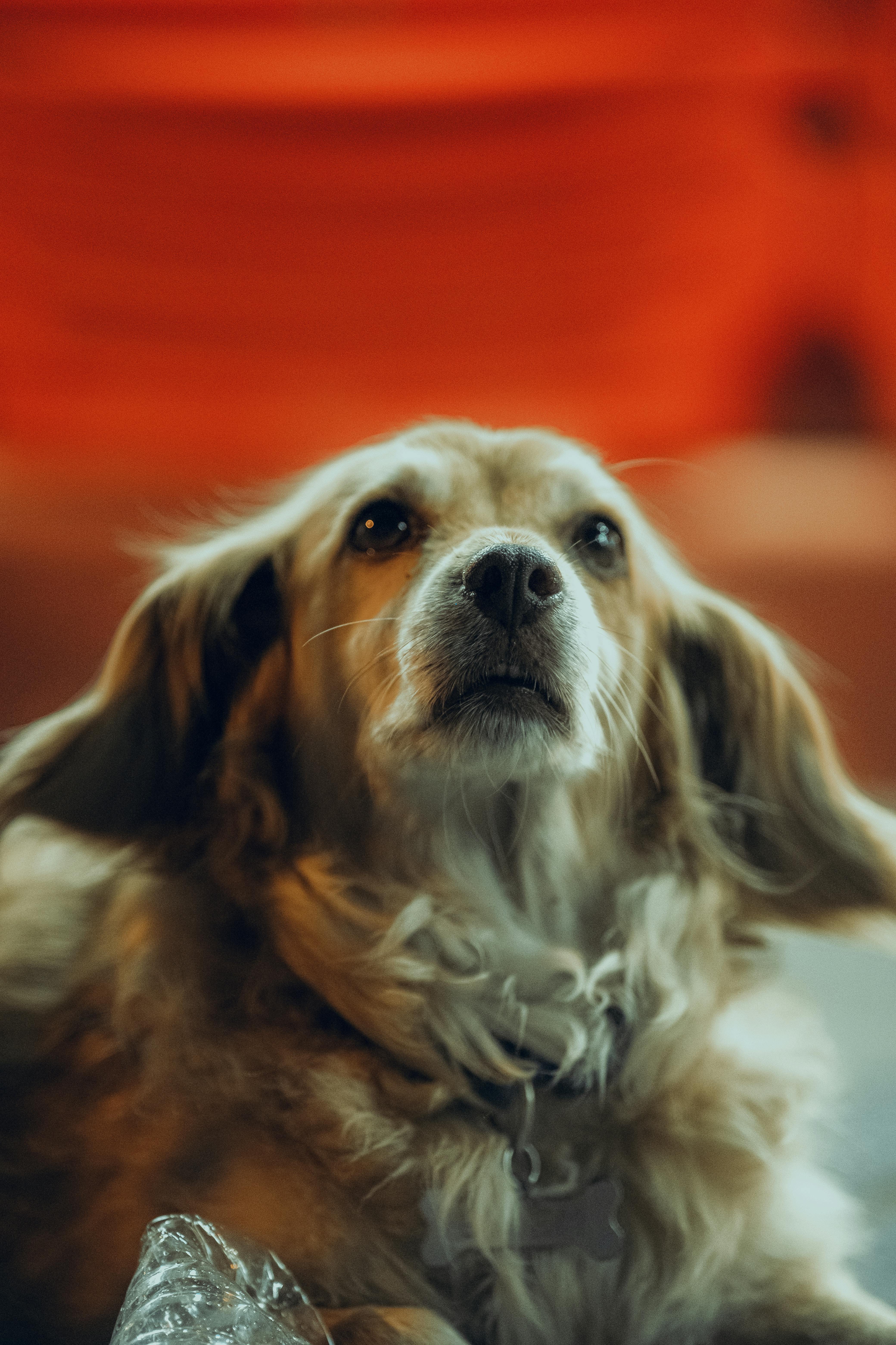 A Portrait of an English Cocker Spaniel