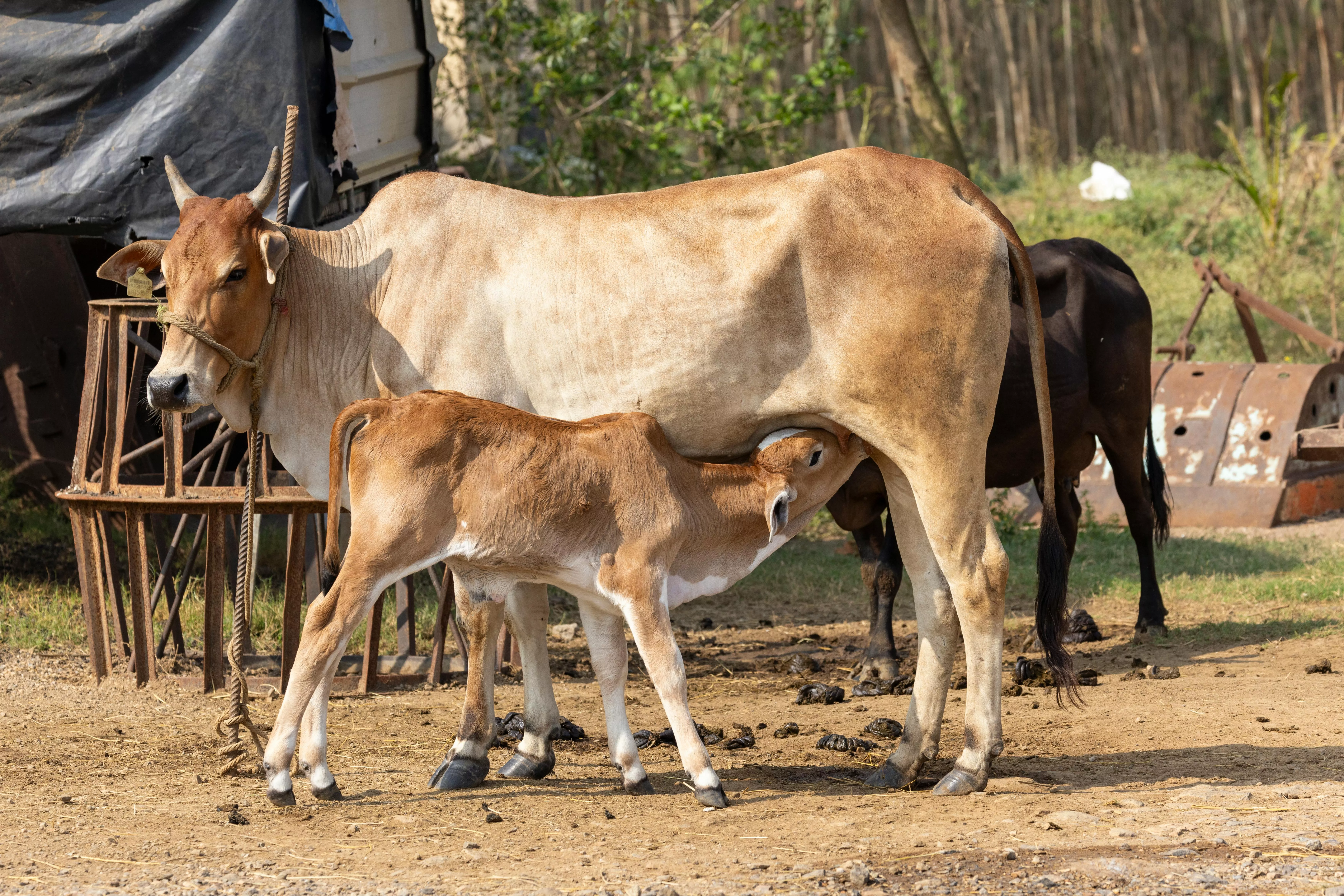 Mother Cow and Calf in Rural Andhra