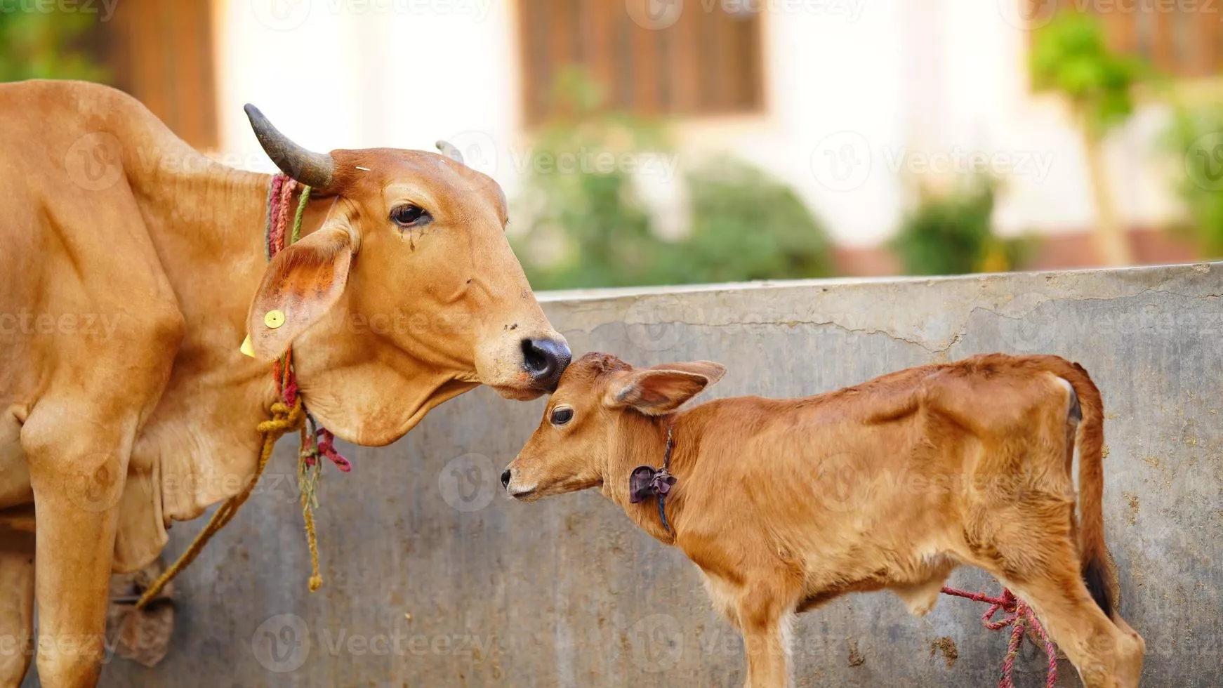 Indian Cow And Calf