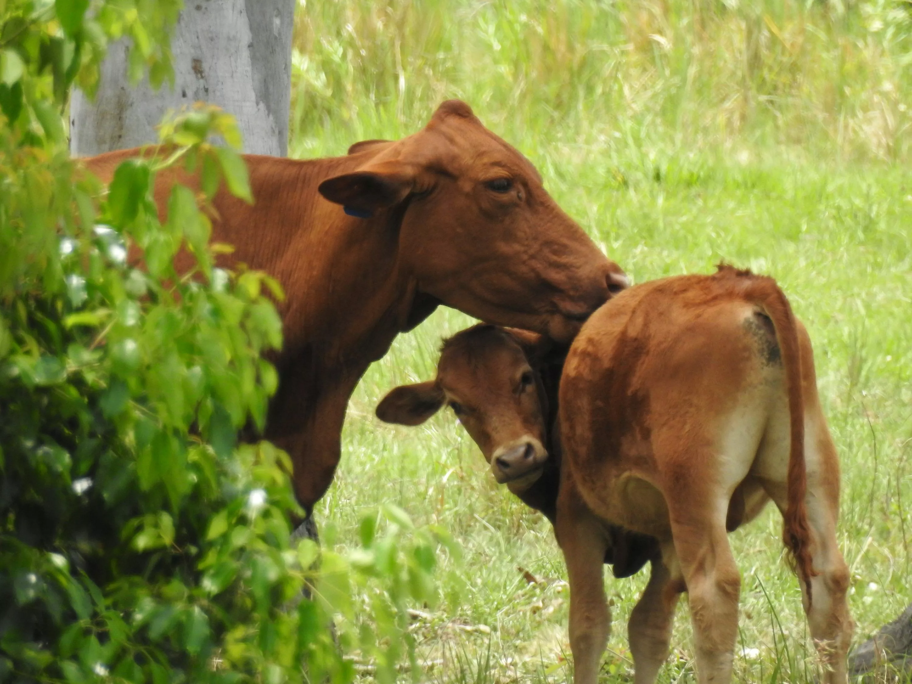 Cow And Calf Picture. Download Free