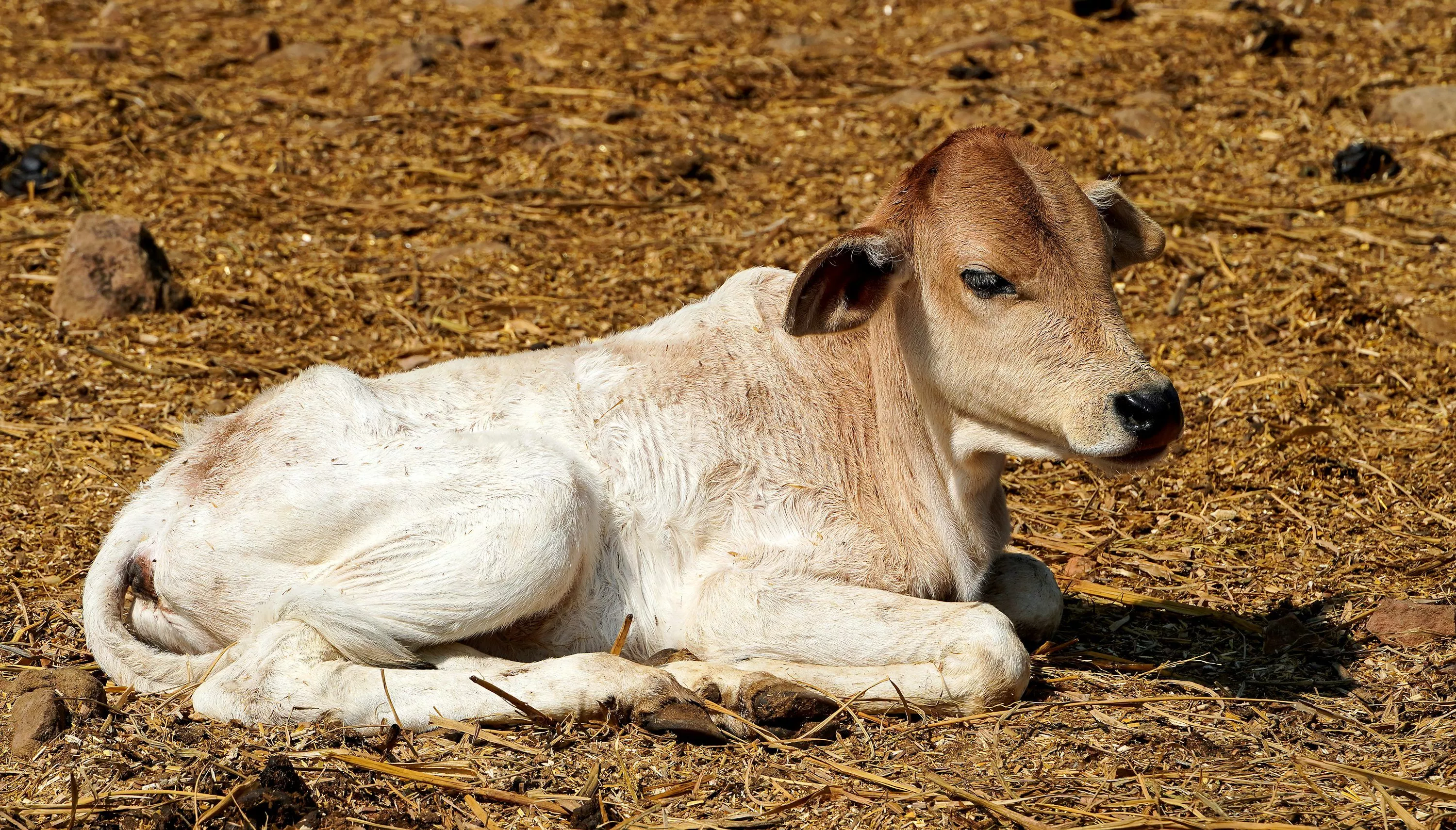 Indian Cow Picture. Download