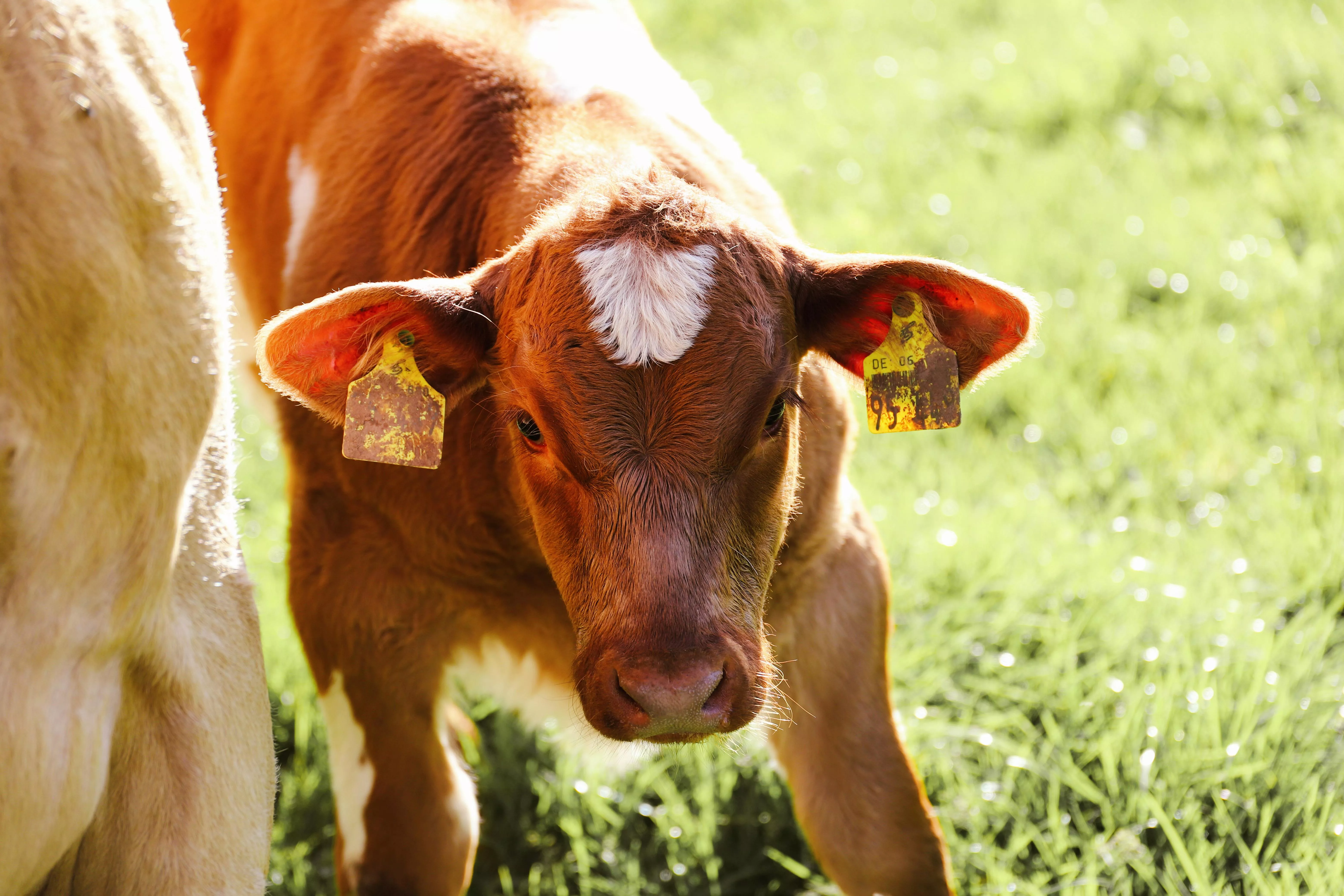 Cow And Calf · Free