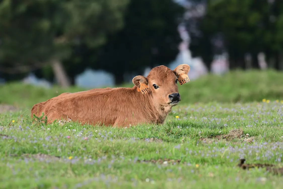 A Cow Lying on a Grass Field · Free