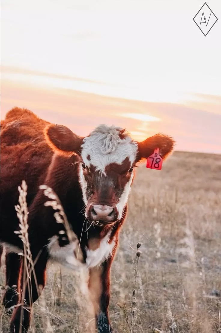 Farmhouse Decor, Cute Cows, Calf, Cattle