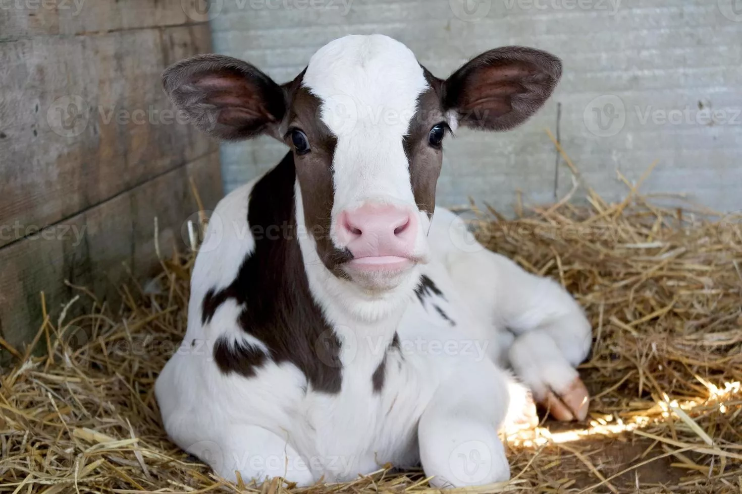 Calf Image