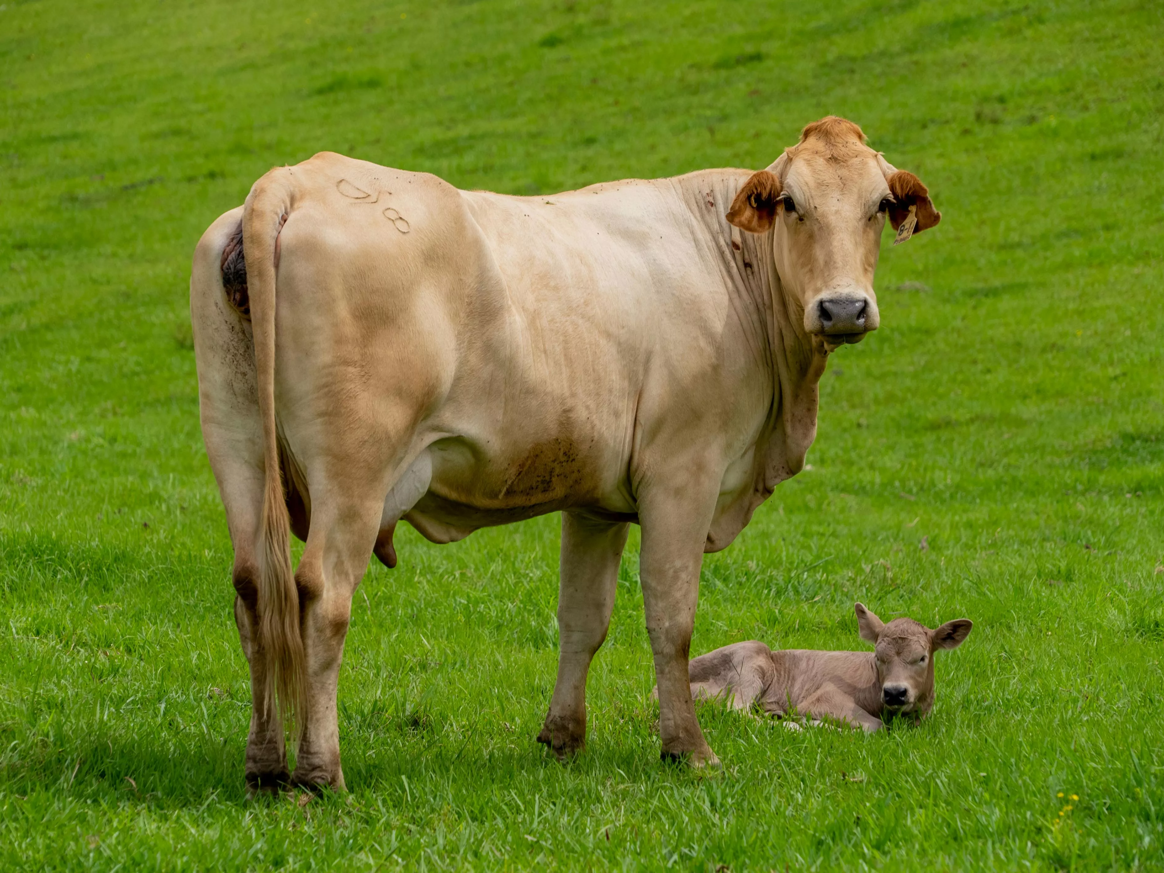 Brown Cow and Calf on Green Grass Field