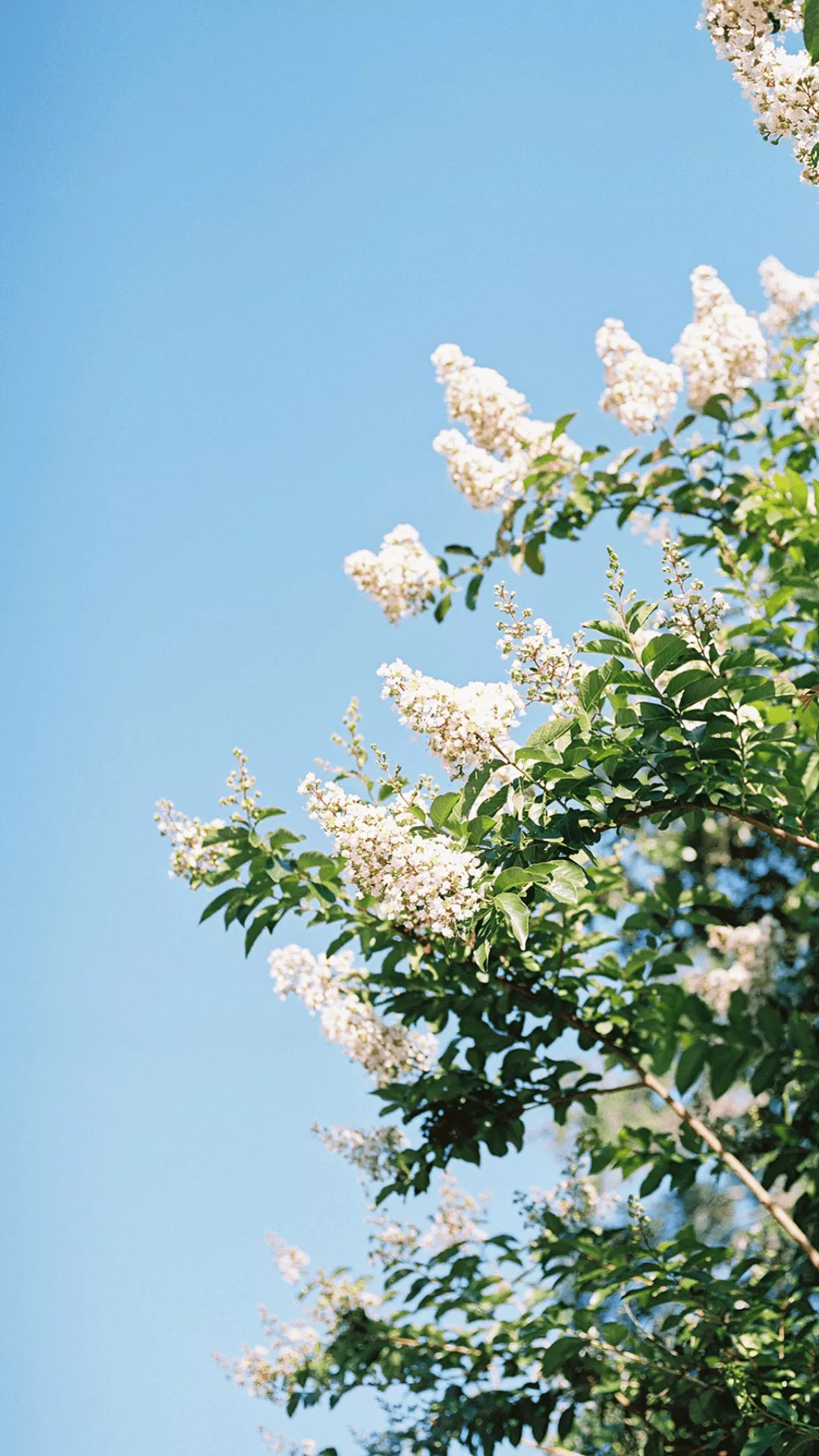 Free Spring Tech Background for your Computer and iPhone