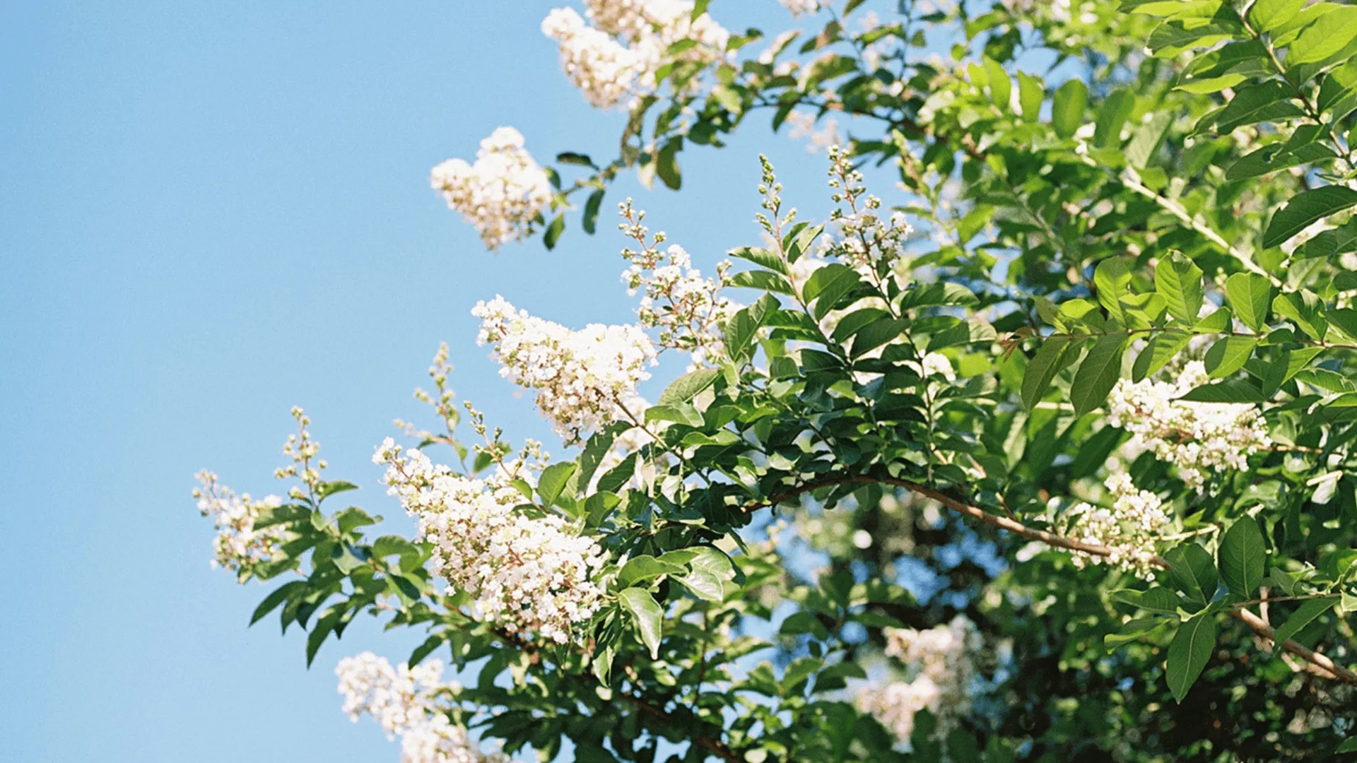 Spring Tech Background