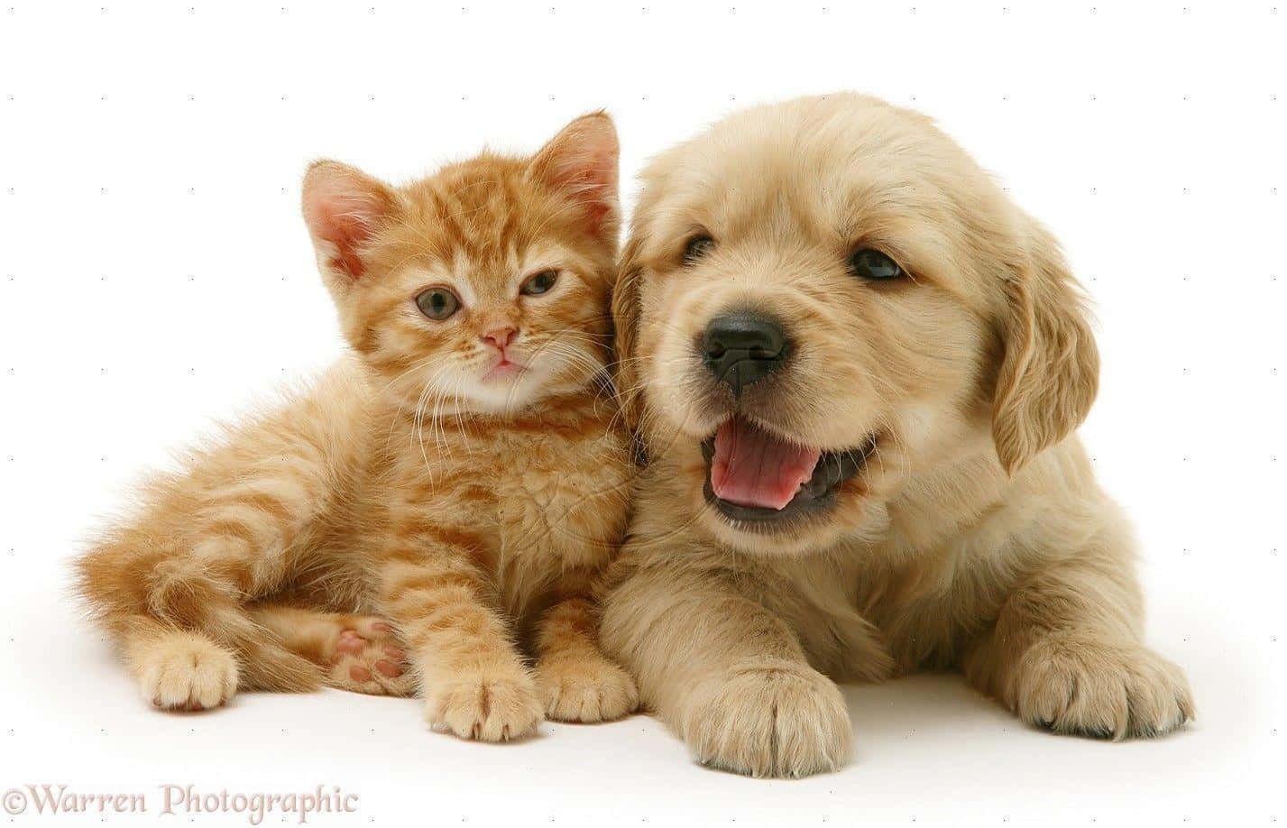 Kitten And Puppy Wallpaper