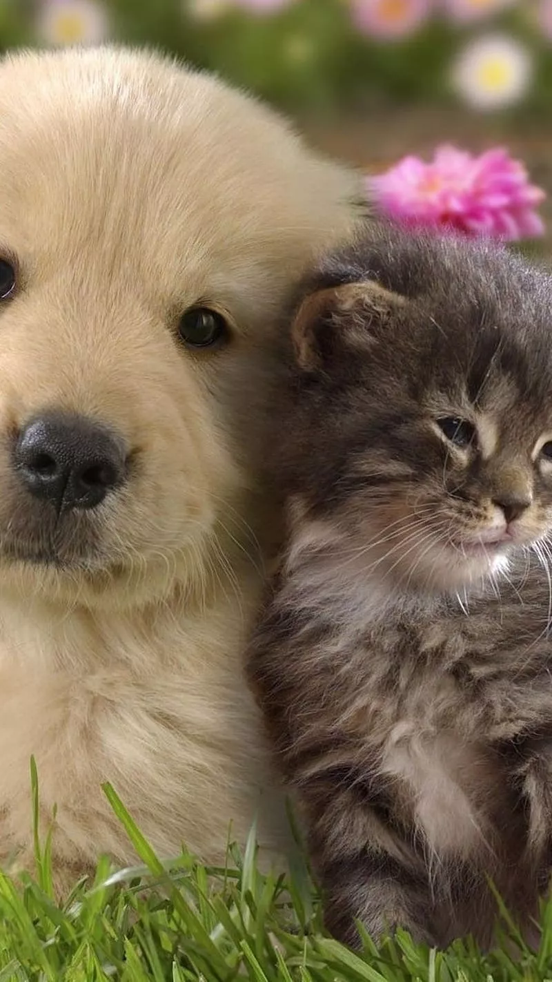 HD dogs and kittens wallpaper