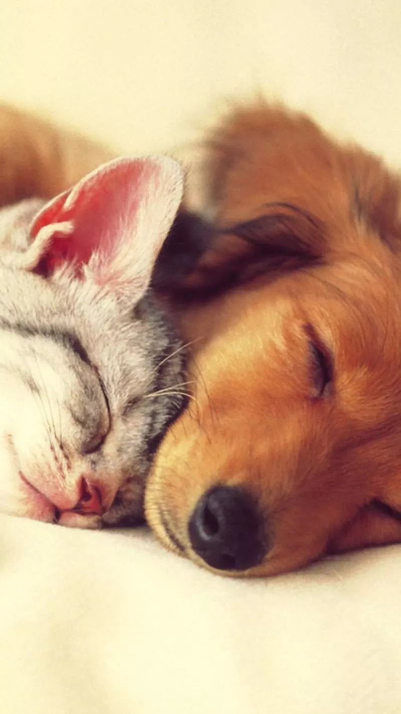HD cat and dog together wallpaper