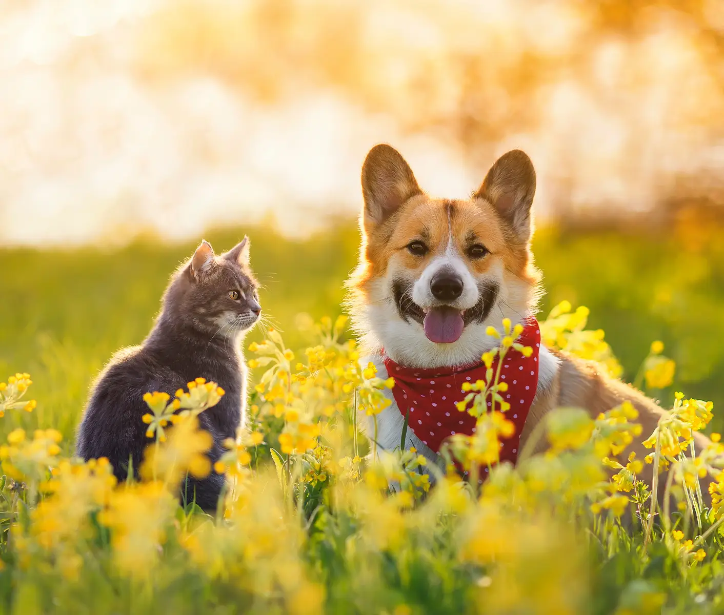 Coccidia in Dogs and Cats